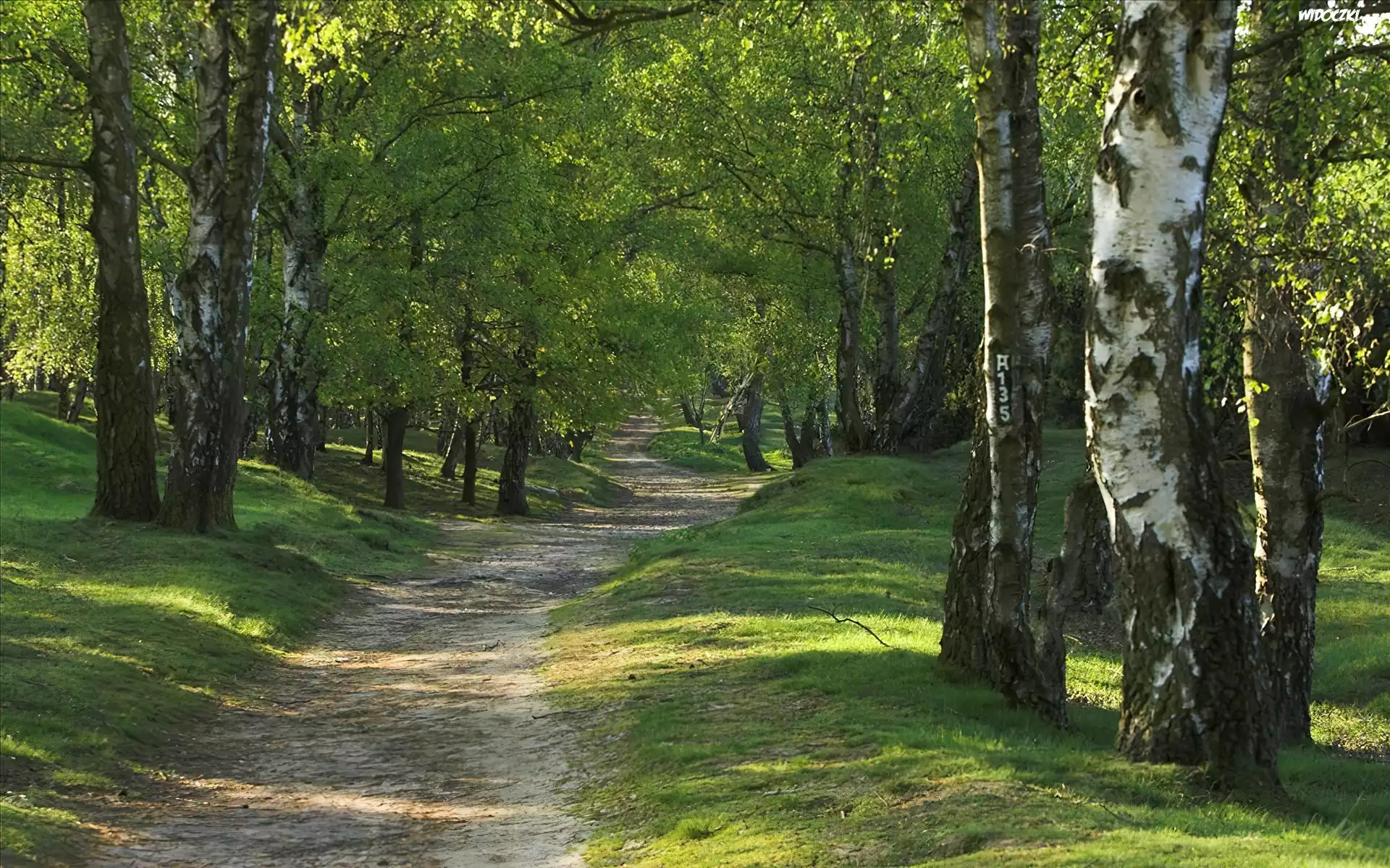 Las, Brzozy, Ścieżka