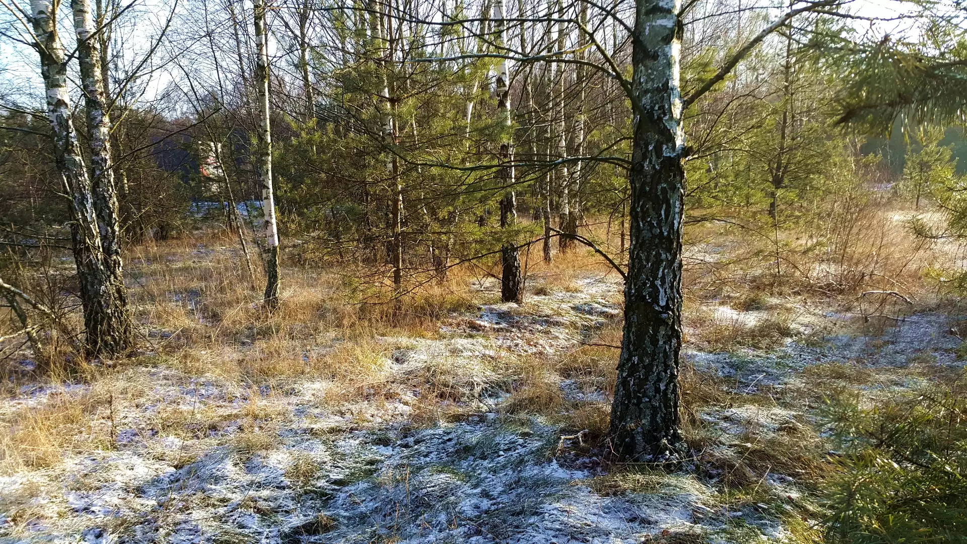 Las, Brzozy, Åšnieg