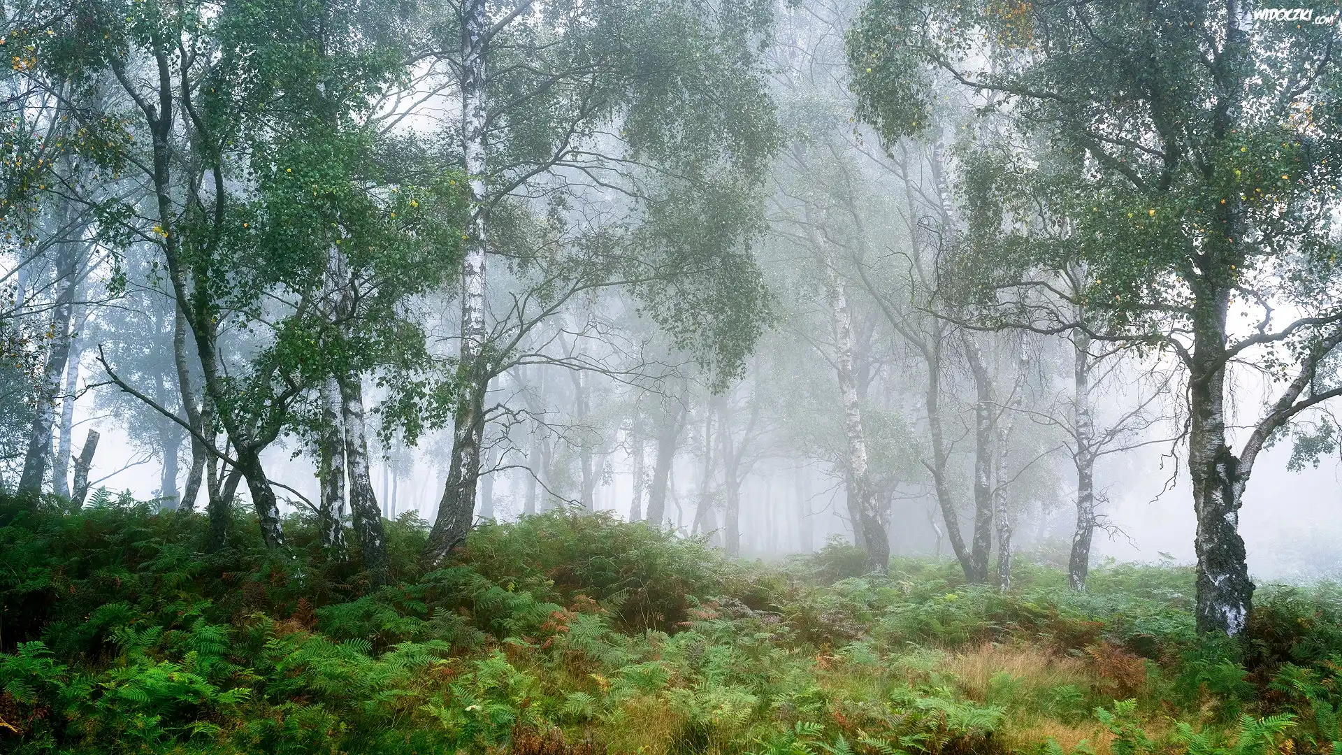 Drzewa, Las, Brzozy, Mgła, Park Narodowy Peak District, Hrabstwo Derbyshire, Anglia