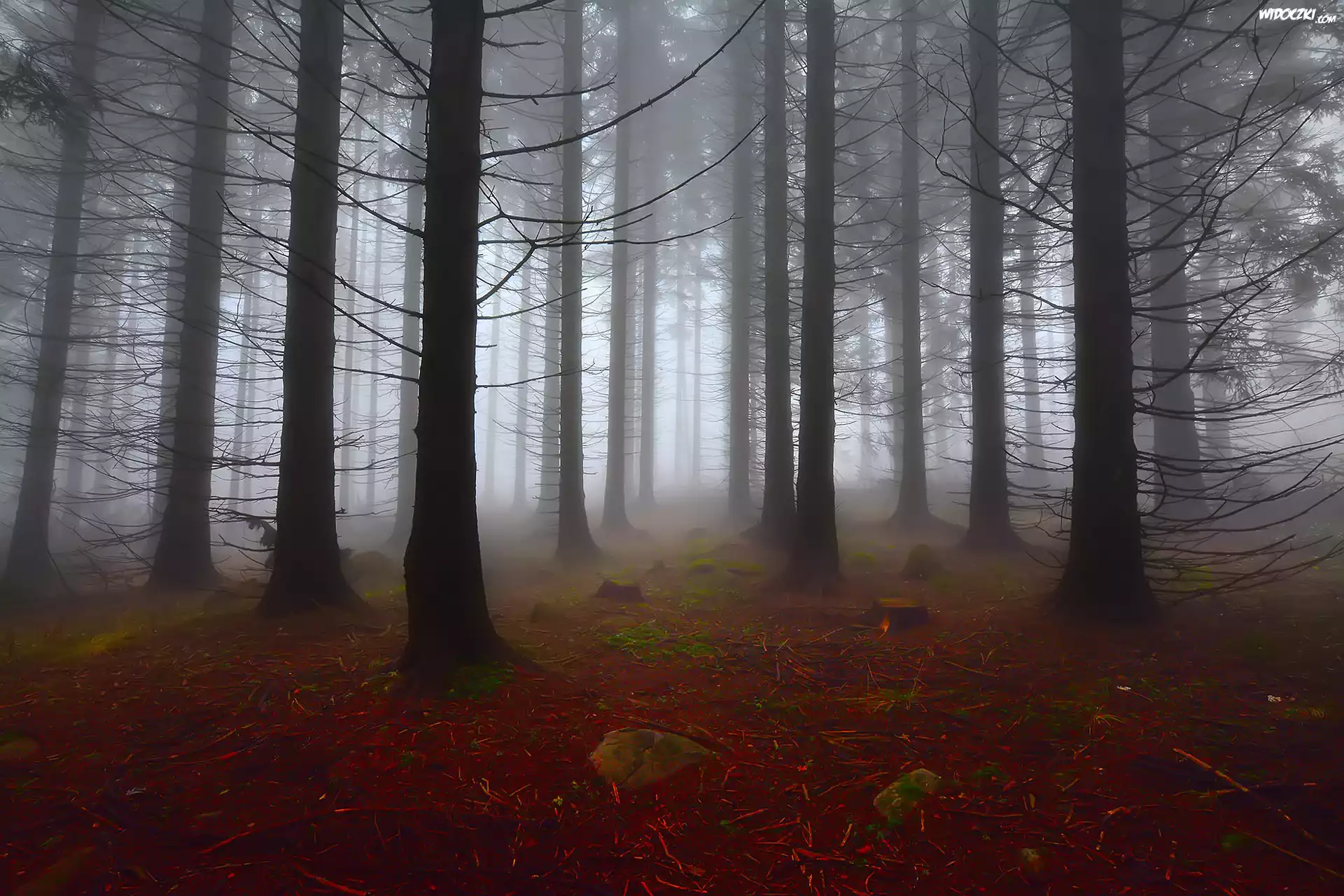 Bułgaria, Góry Witosza, Las, Mgła