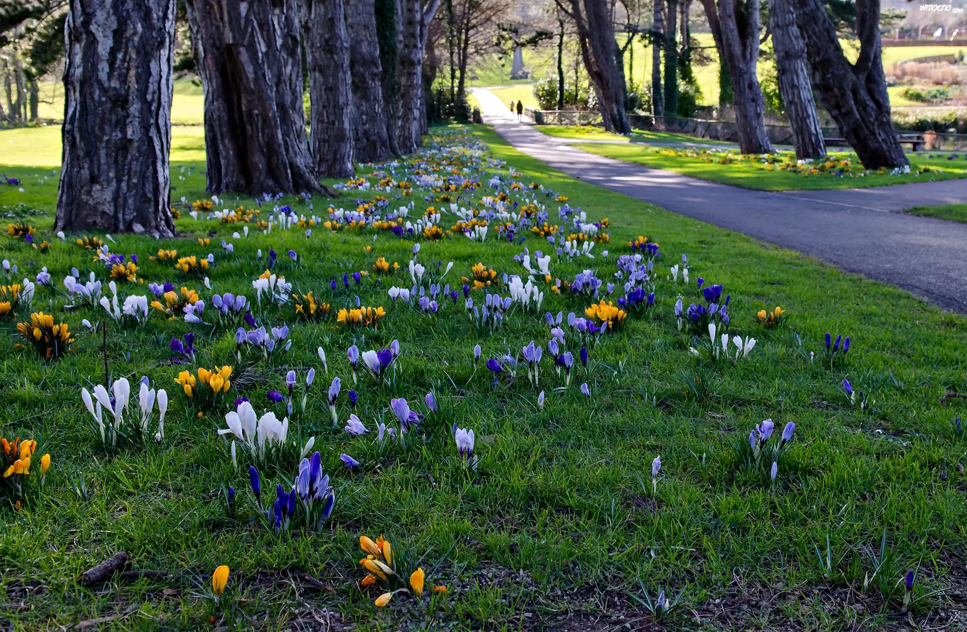 Irlandia, Cabinteely Park, Dublin, Park, Krokusy, Wiosna