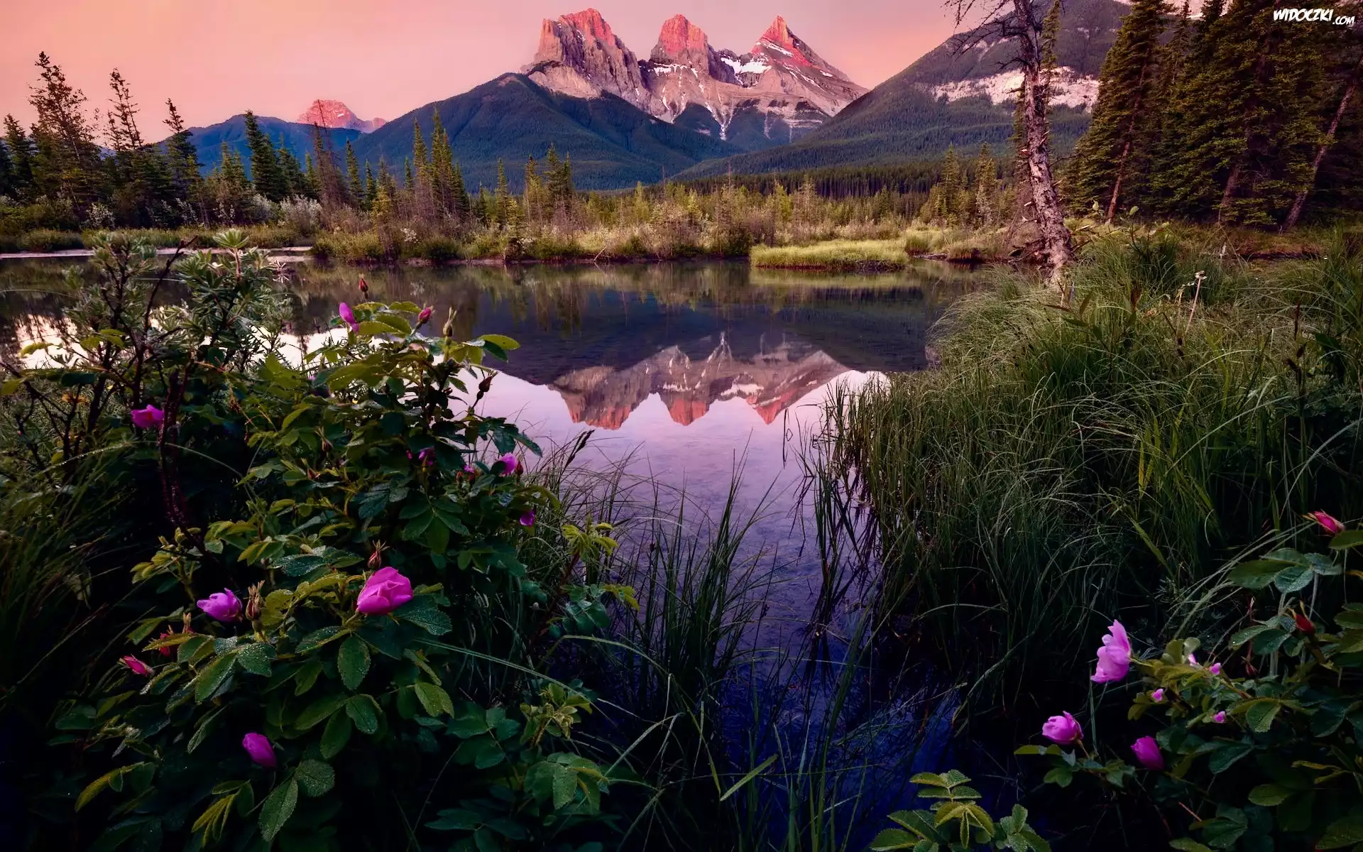 Kanada, Alberta, Góry, Three Sisters Peaks, Rzeka, Bow River, Canmore, Drzewa, Kwiaty