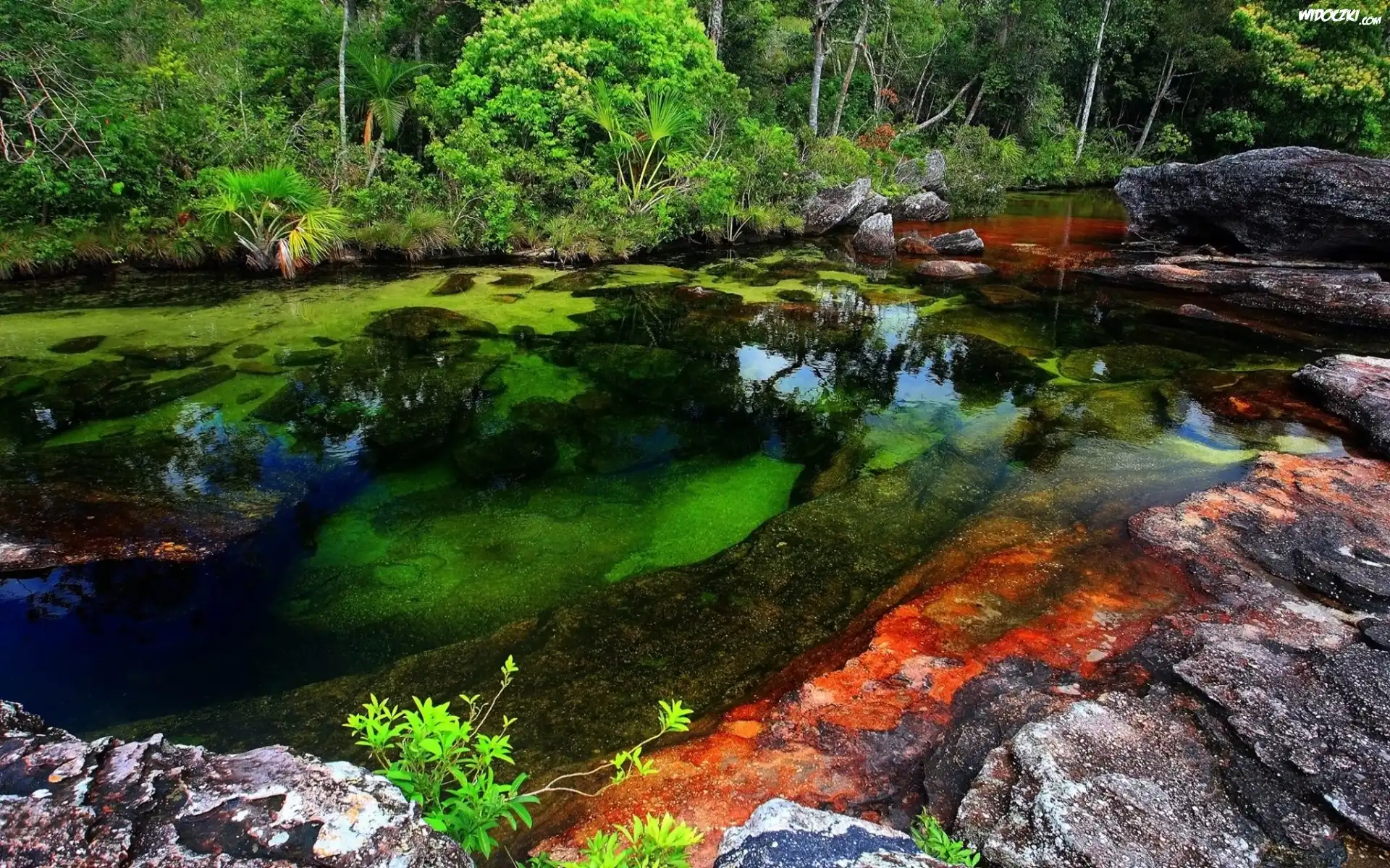 Cano Cristales, Rzeka, Pięciu, Kolorów, Kolumbia