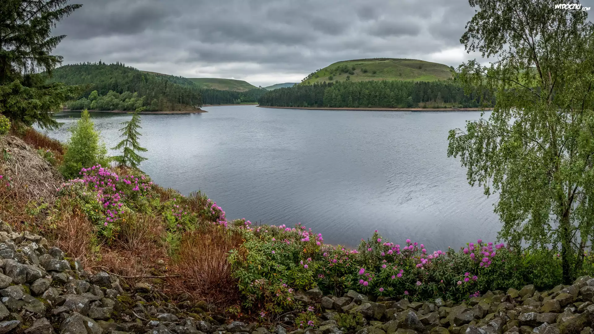 Anglia, Derbyshire, Peak District, Jezioro, Wzgórza, Las, Drzewa, Kwiaty, Rododendrony, Kamienie, Chmury