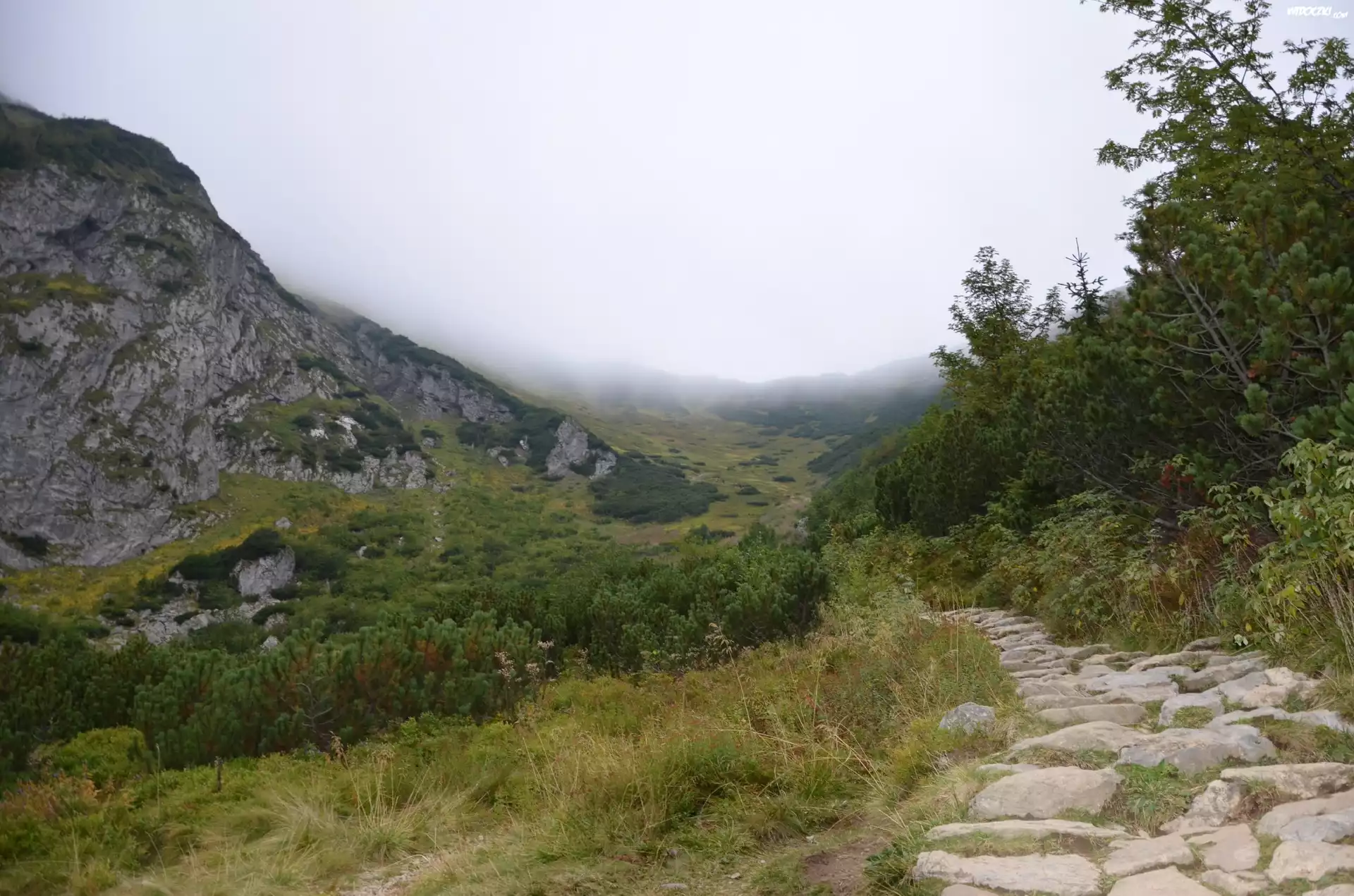 Góry, Ścieżka, rośliny