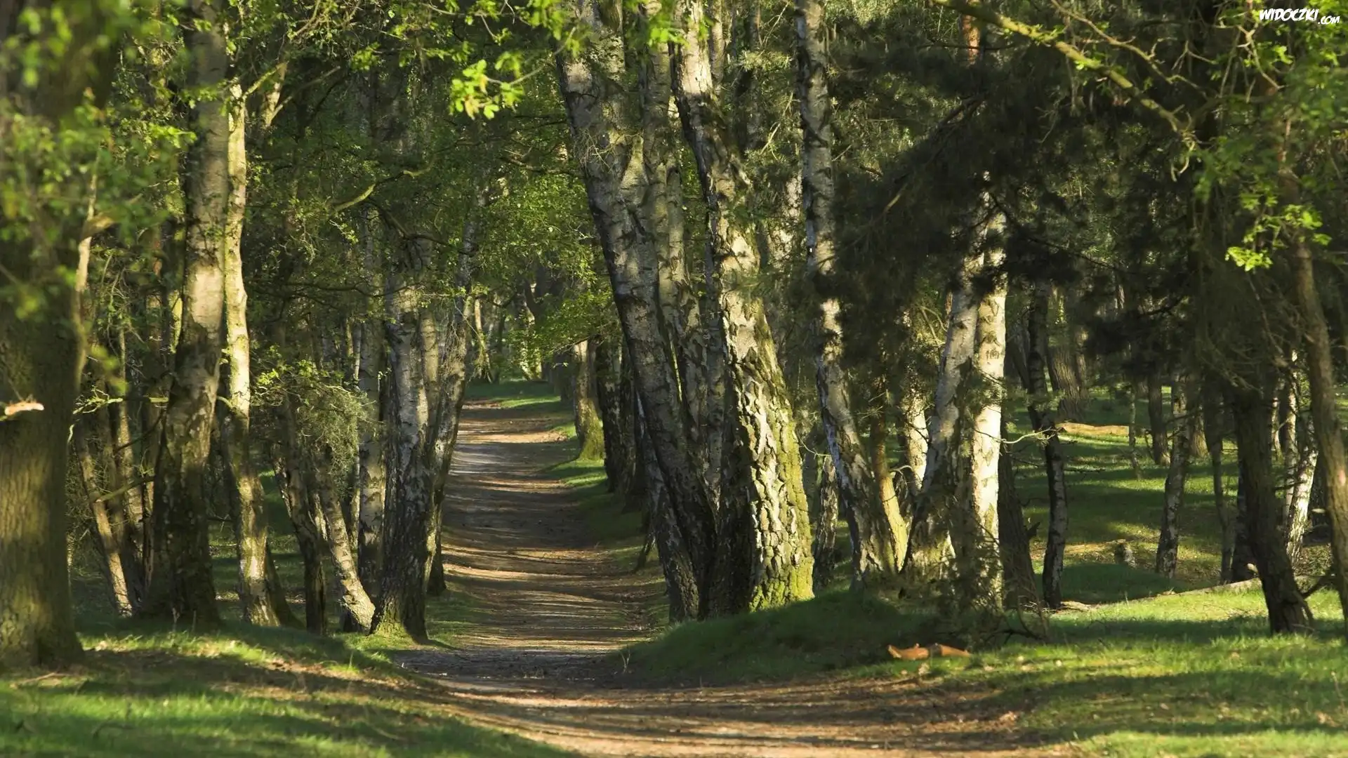 Las, Ścieżka, Drzewa