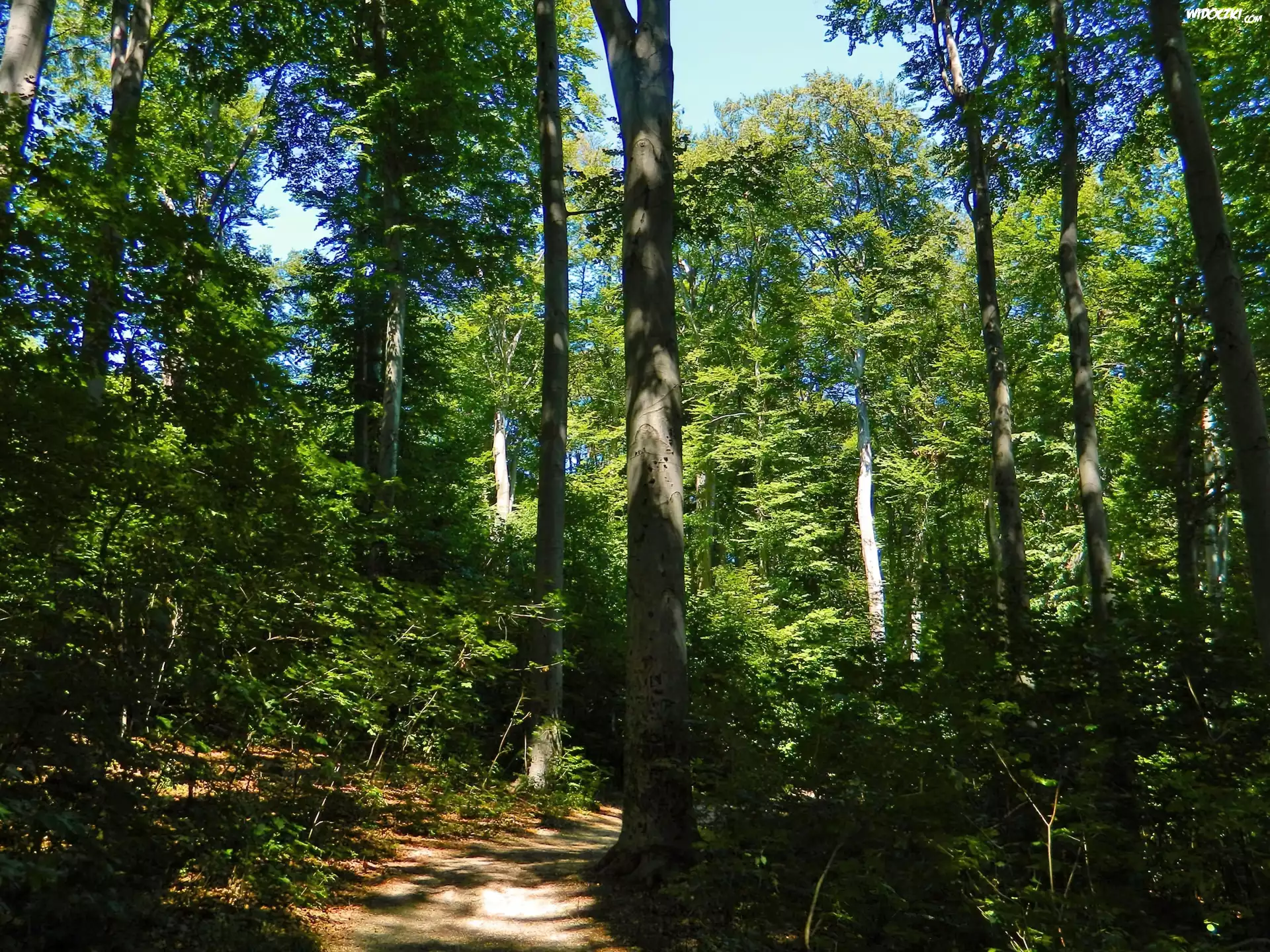 Las, Ścieżka, Zieleń