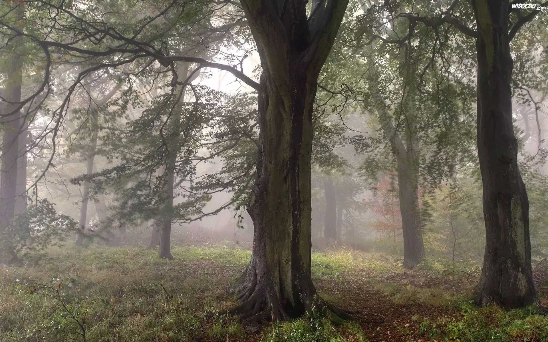 Anglia, Hrabstwo West Yorkshire, Miasto Bingley, Las, Drzewa, Mgła, Ścieżka