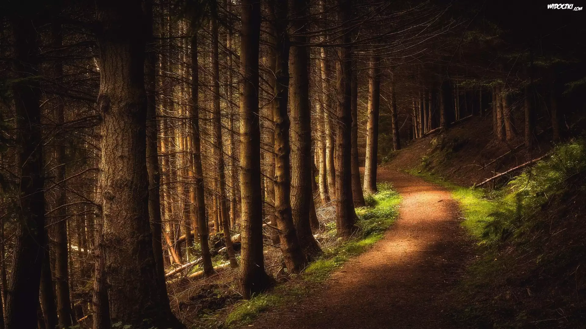 Szkocja, Hrabstwo Perthshire, Dolina Cloan Glen, Las, Drzewa, Ścieżka