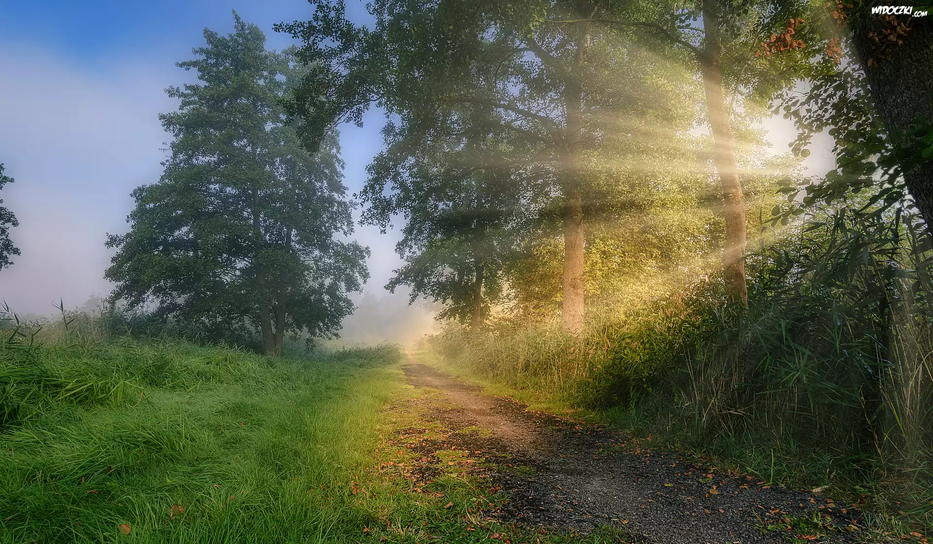 Las, Ścieżka, Drzewa, Trawa, Wschód słońca, Przebijające światło