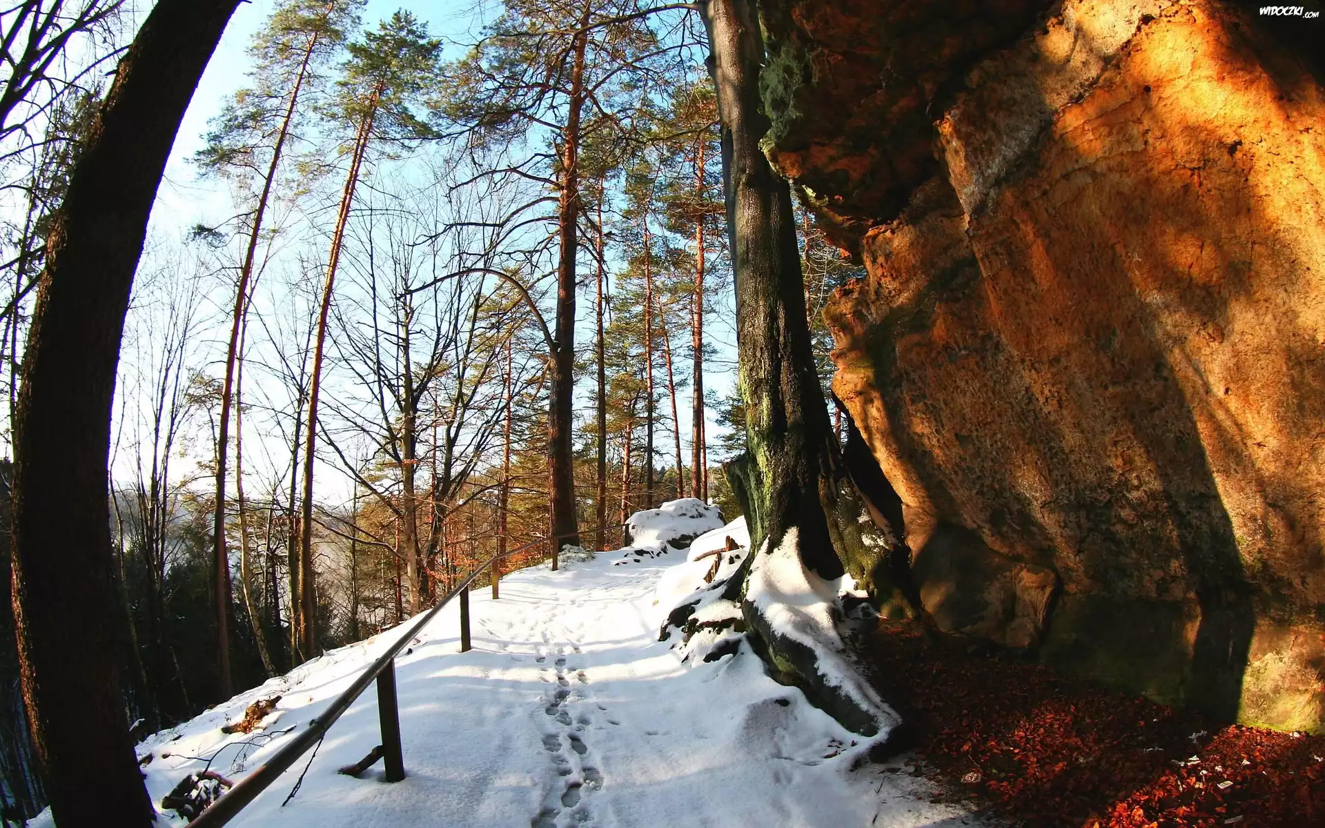 Zima, Ścieżka, Drzewa