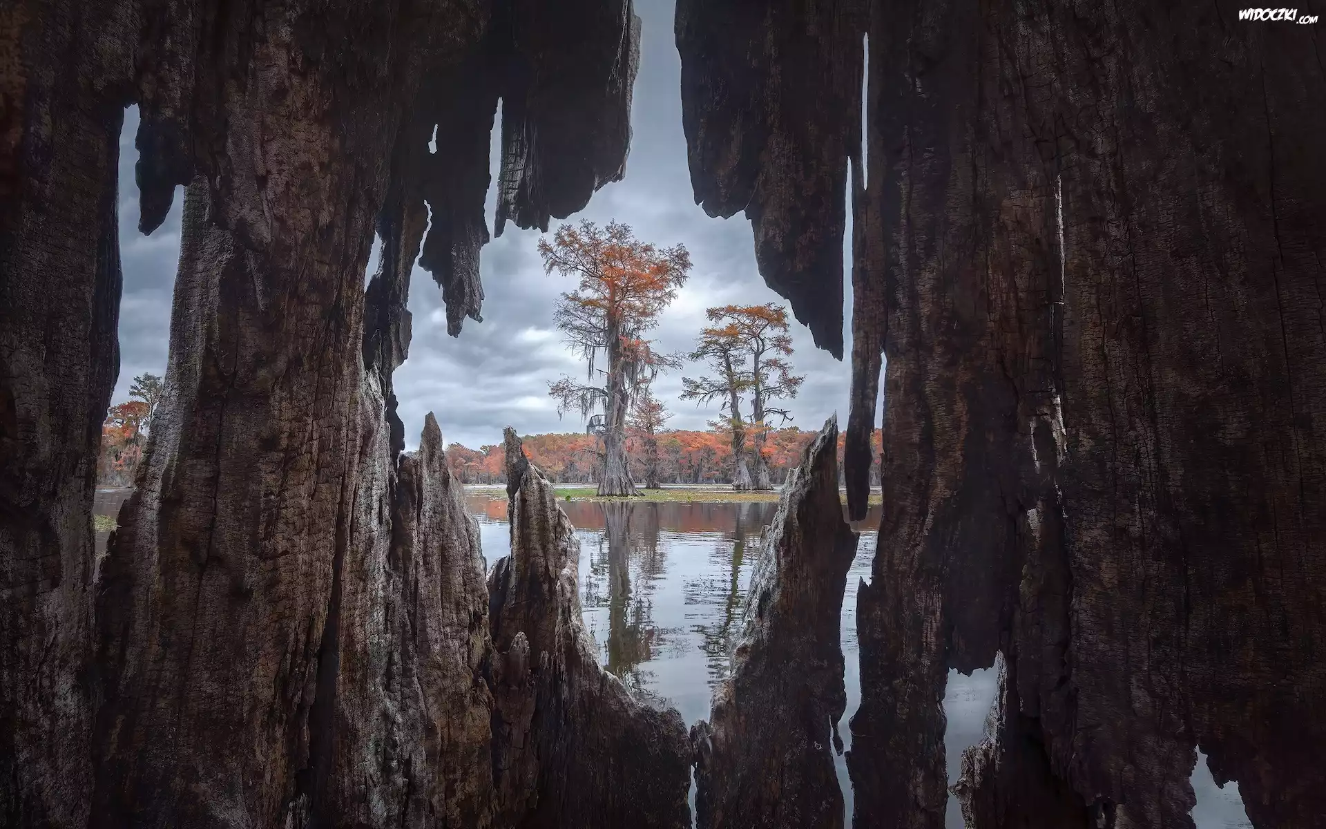 Stany Zjednoczone, Teksas, Jezioro, Caddo Lake, Drzewa, Cyprysy