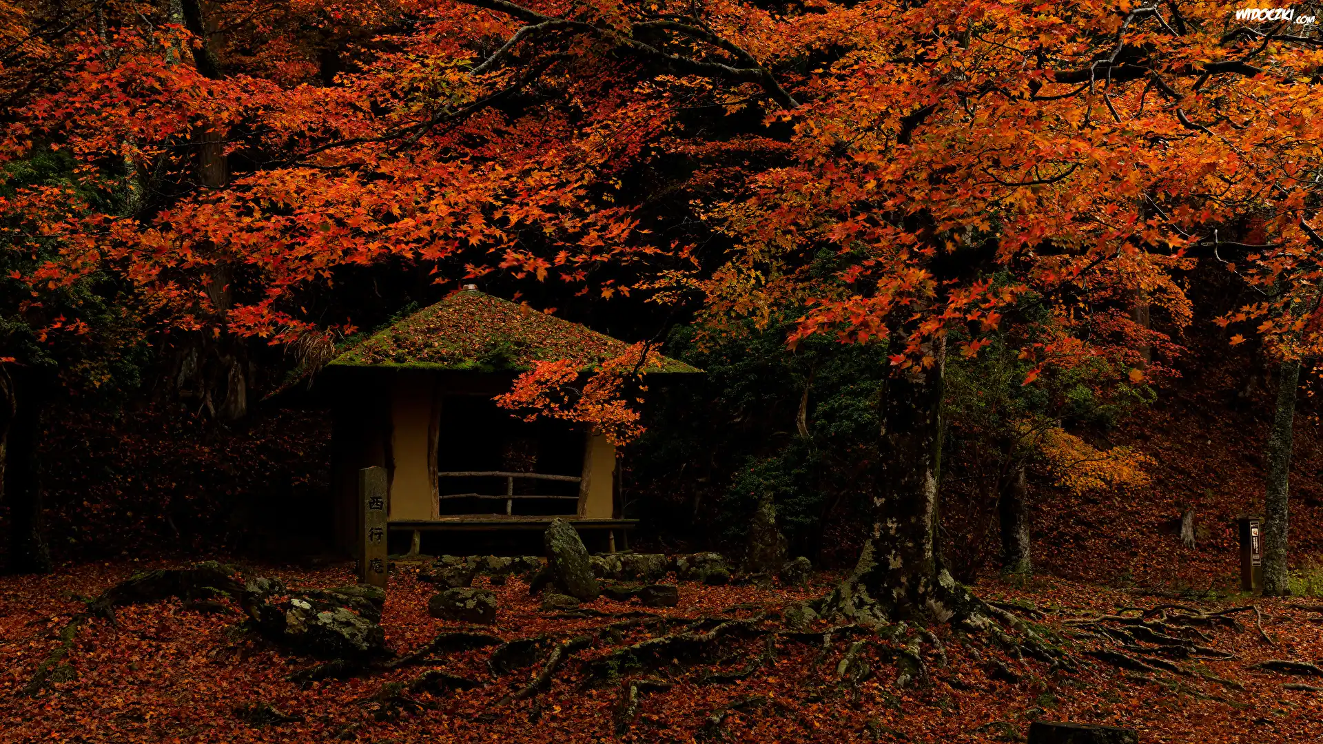Jesień, Drzewa, Czerwonawe, Liście, Altana, Park w Nara, Miejscowość Nara, Japonia