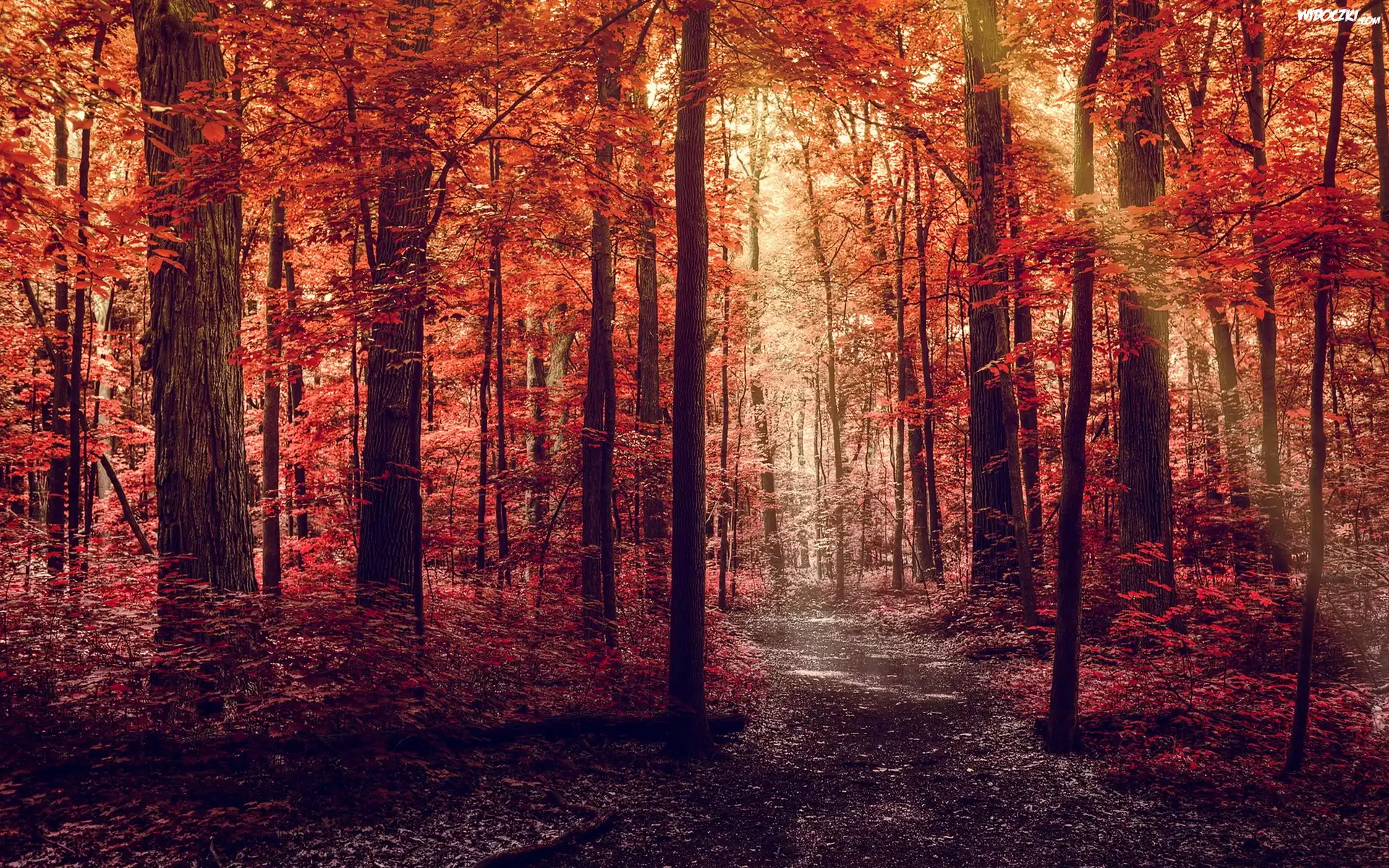Czerwony, Las, Drzewa, Liście