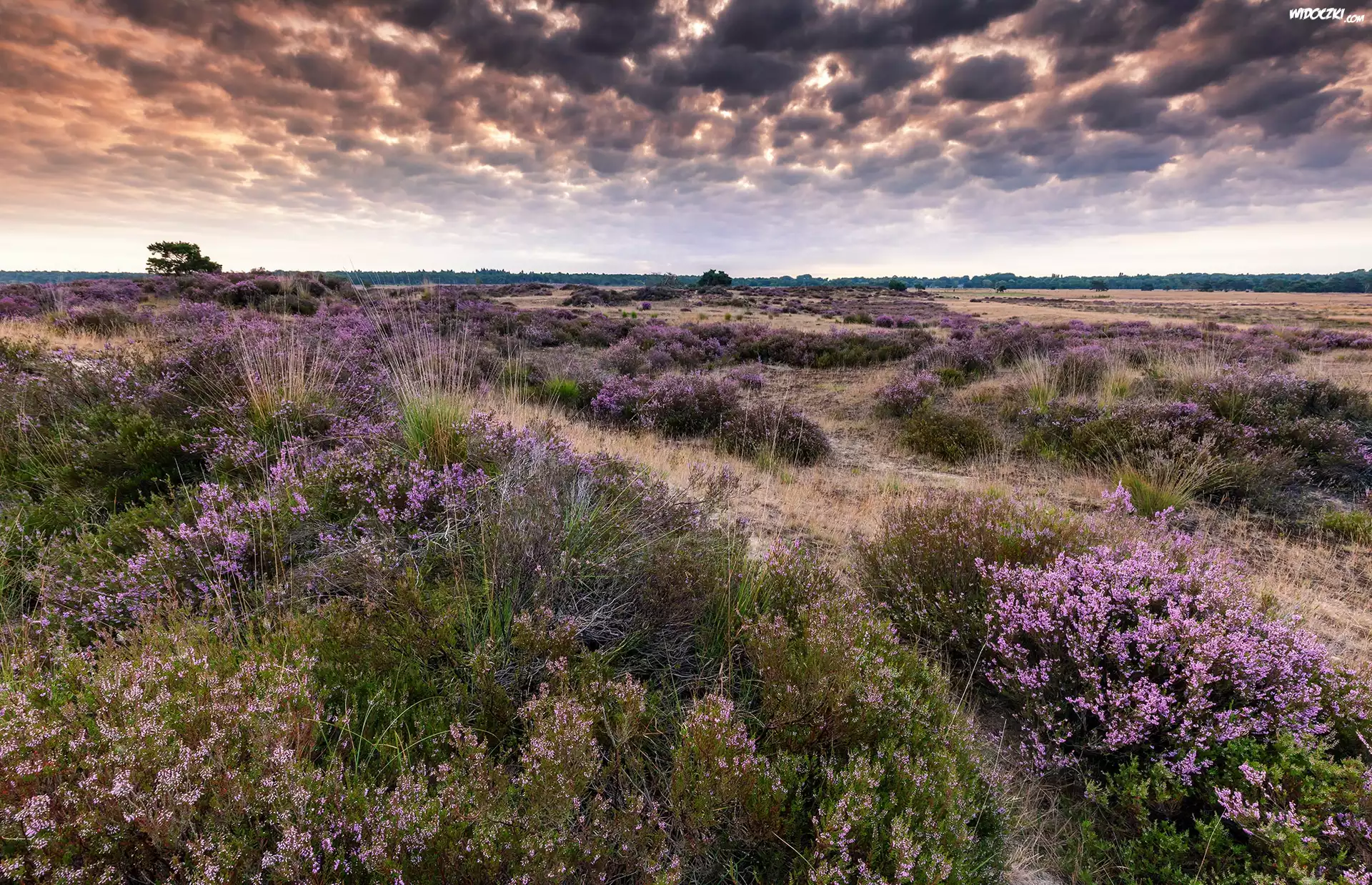 Belgia, Kalmthout, Park Narodowy De Zoom – Kalmthoutse Heide, Ciemne, Chmury, Pola, Wrzos, Wrzosowisko
