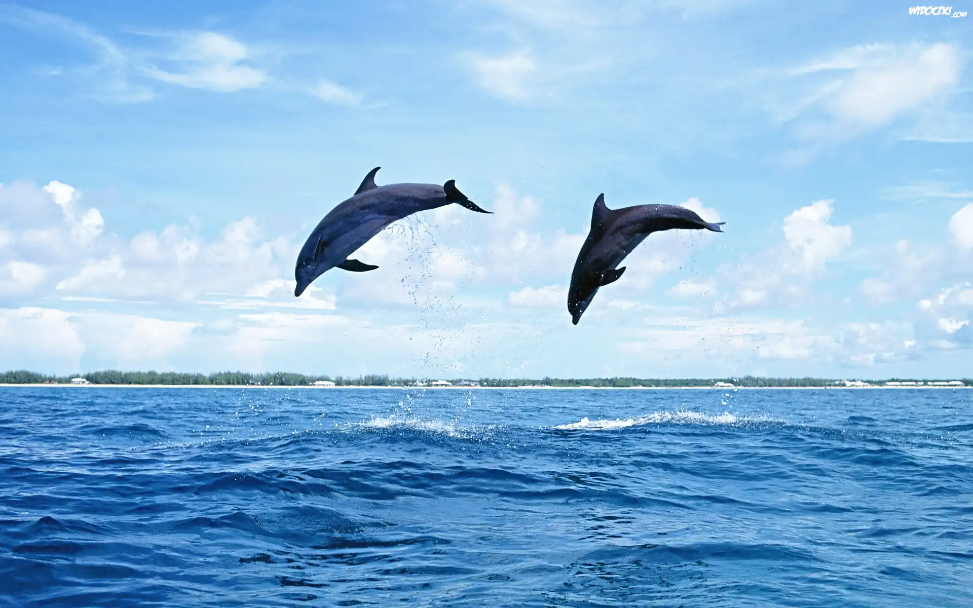 Dwa, Delfiny, Morze