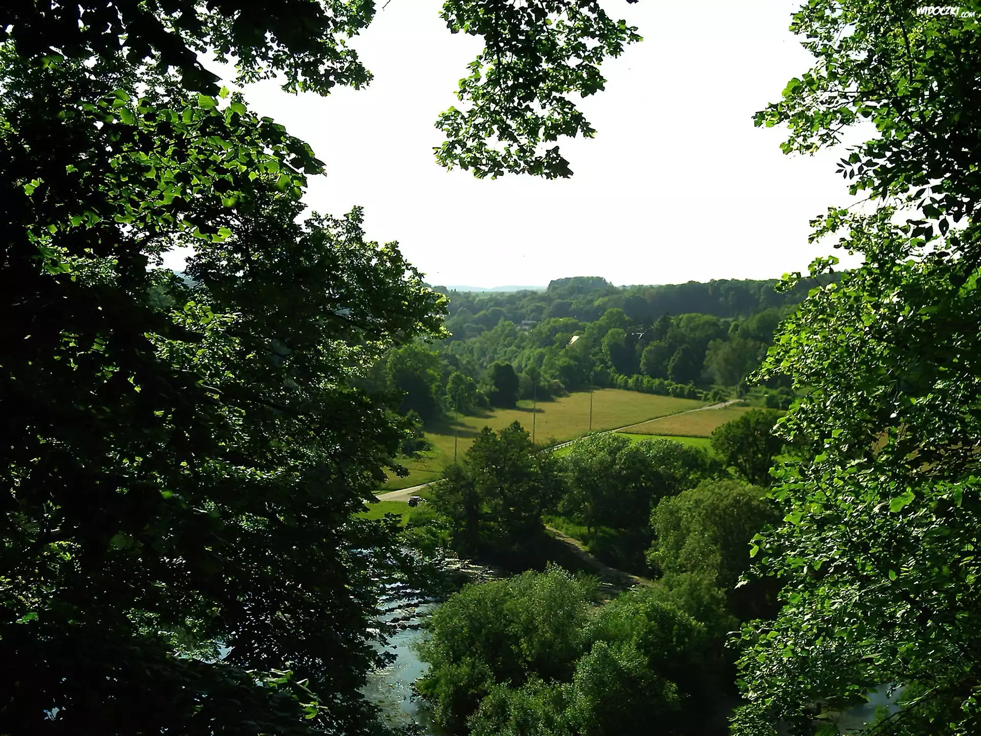 Las, Dolina, Drzewa