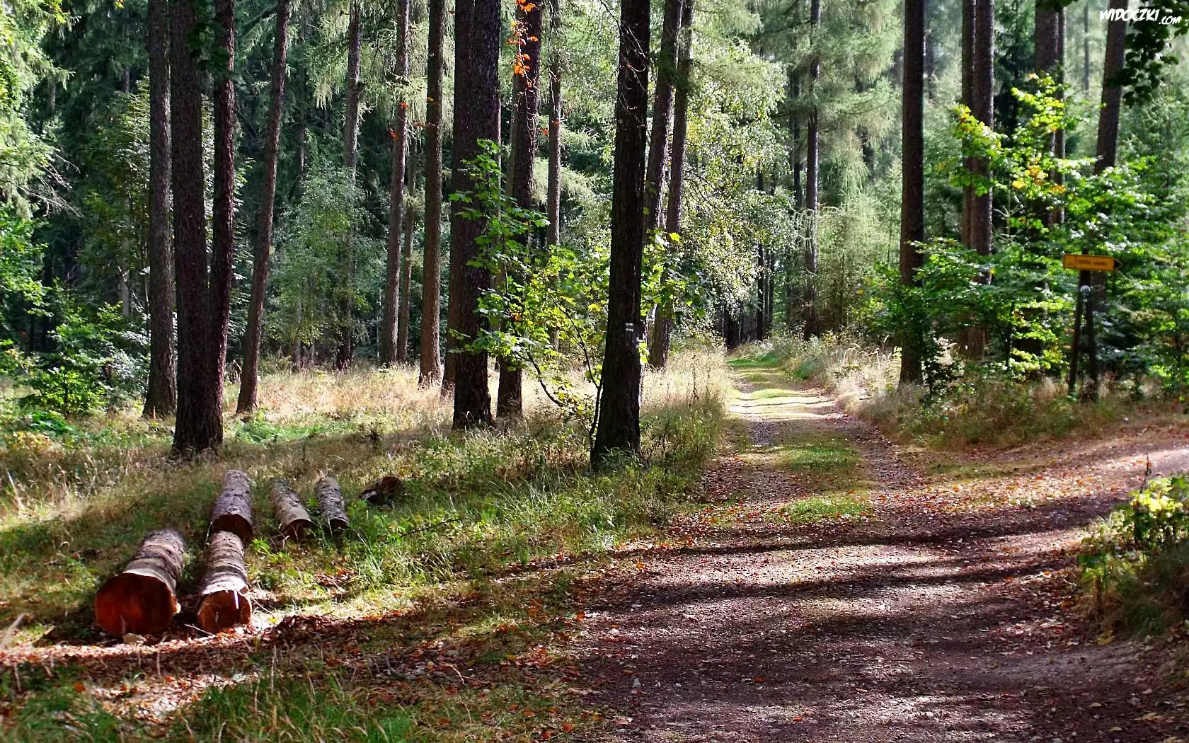 Kłody, Drewna, Lato