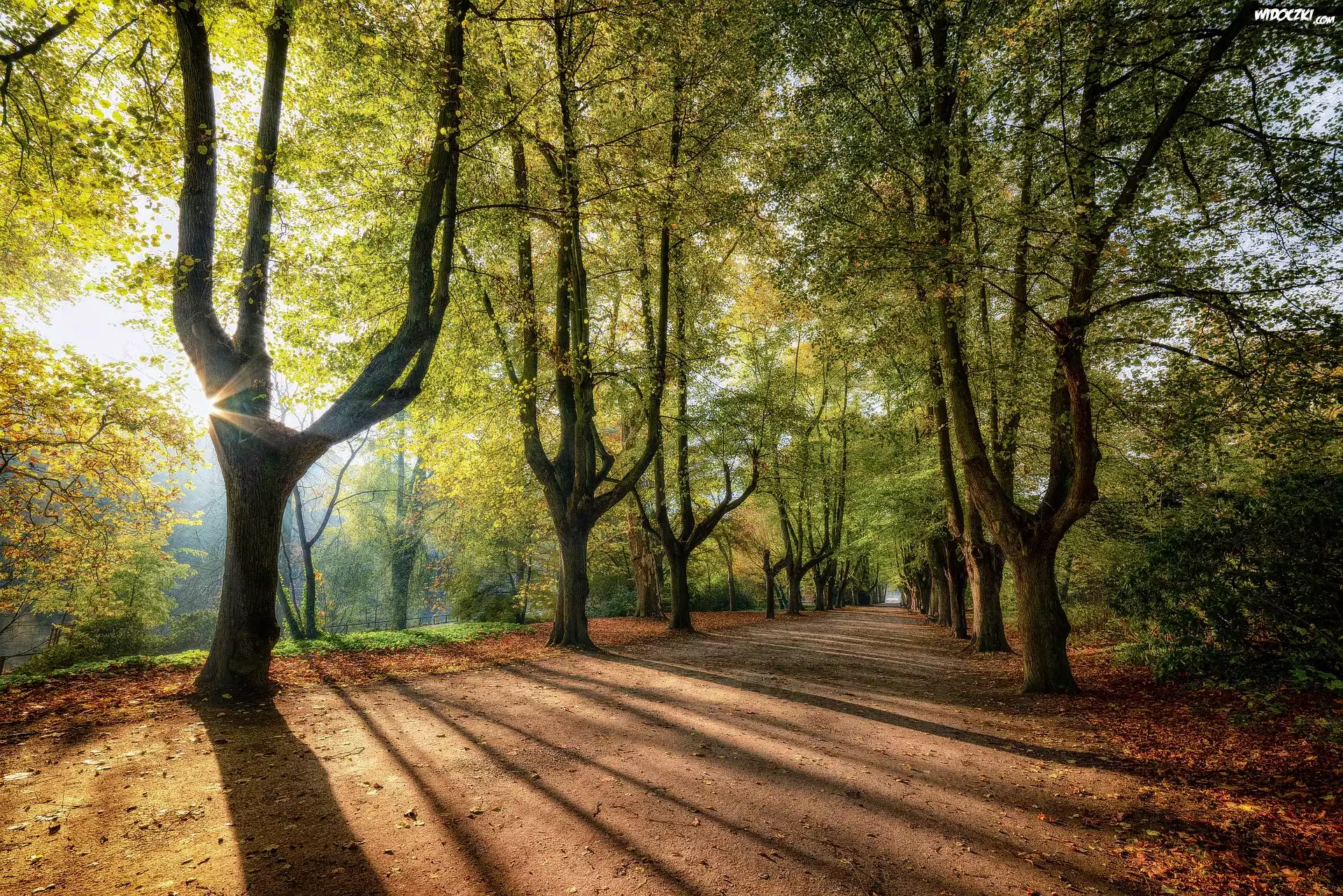 Aleja, Droga, Drzewa, Promienie słońca, Wschód słońca