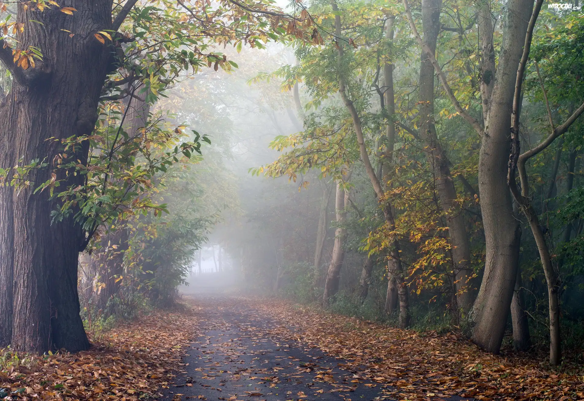 Droga, Drzewa, Jesień, Mgła