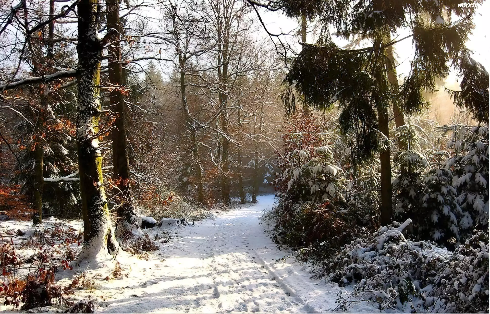 Las, Droga, Åšnieg