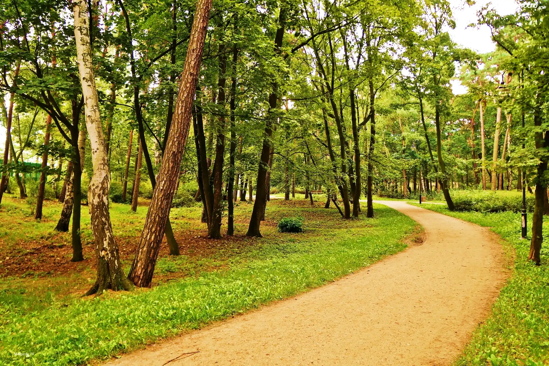 Park, Droga, Drzewa