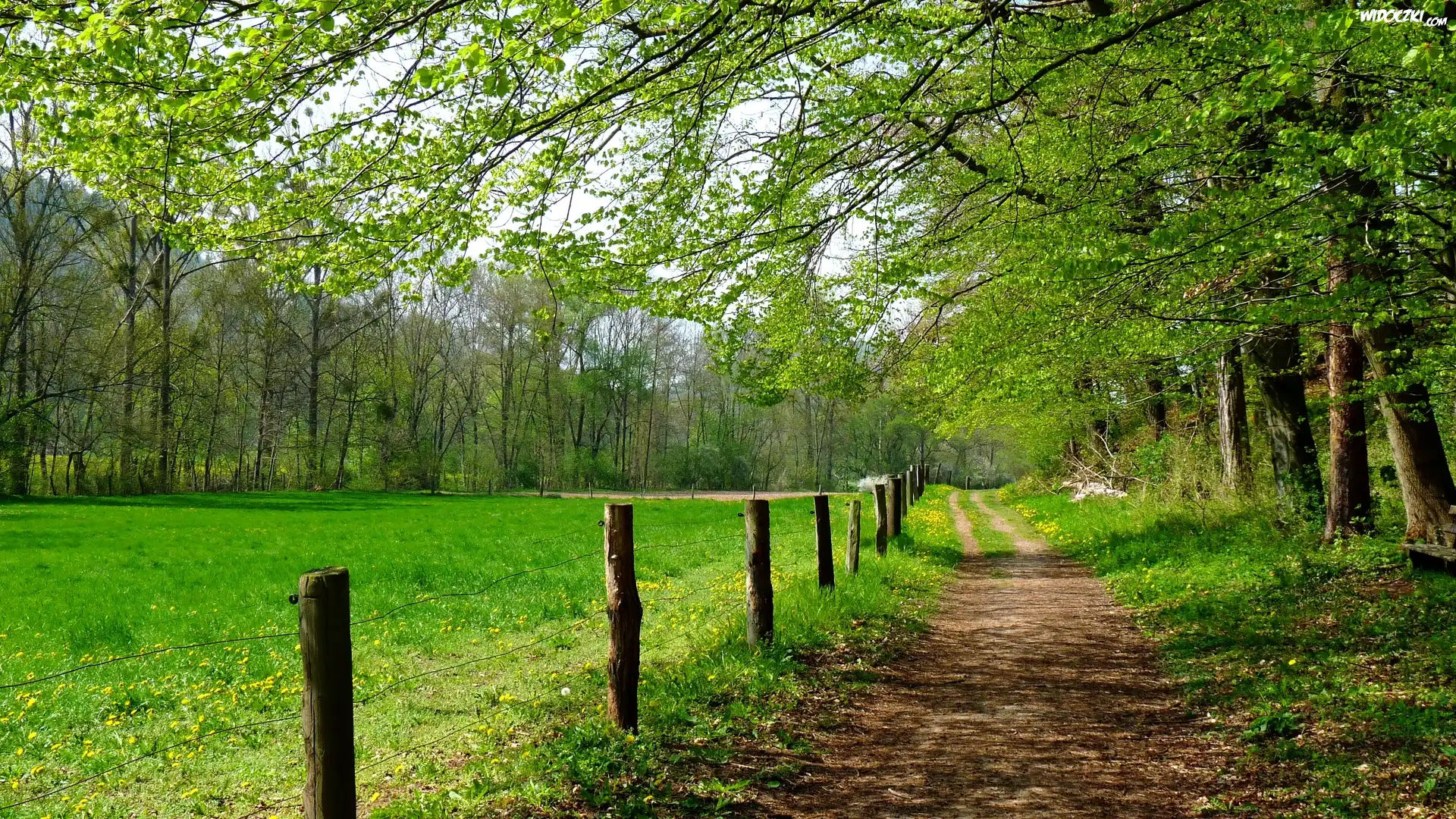 Polna, Droga, Łąka, Trawa, Drzewa, Gałęzie, Ogrodzenie