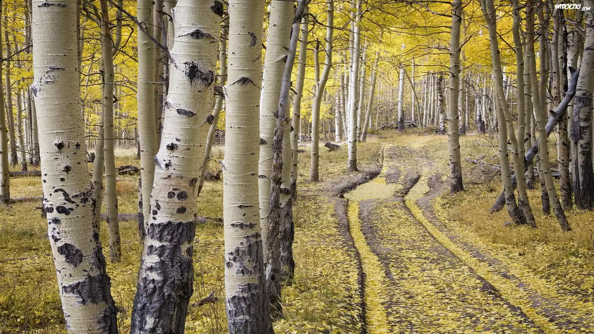 Stany Zjednoczone, Stan Kolorado, Telluride, Las, Jesień, Brzozy, Droga