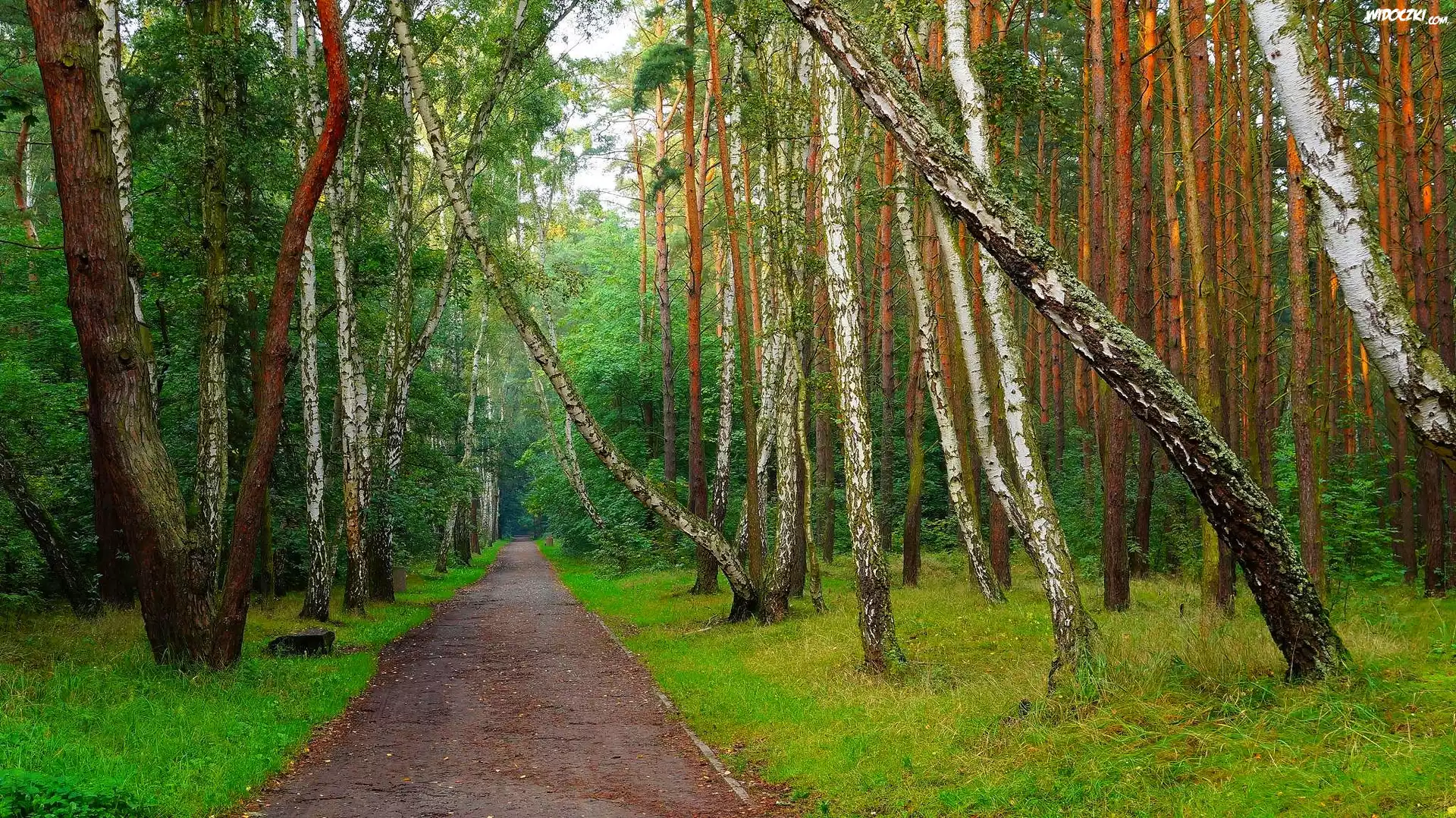 Dróżka, Las, Drzewa, Brzozy, Zieleń