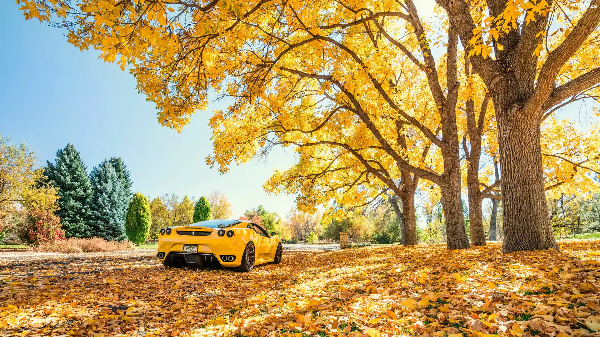 Jesień, Drzewa, Liście, Żółty, Samochód, Ferrari F 430
