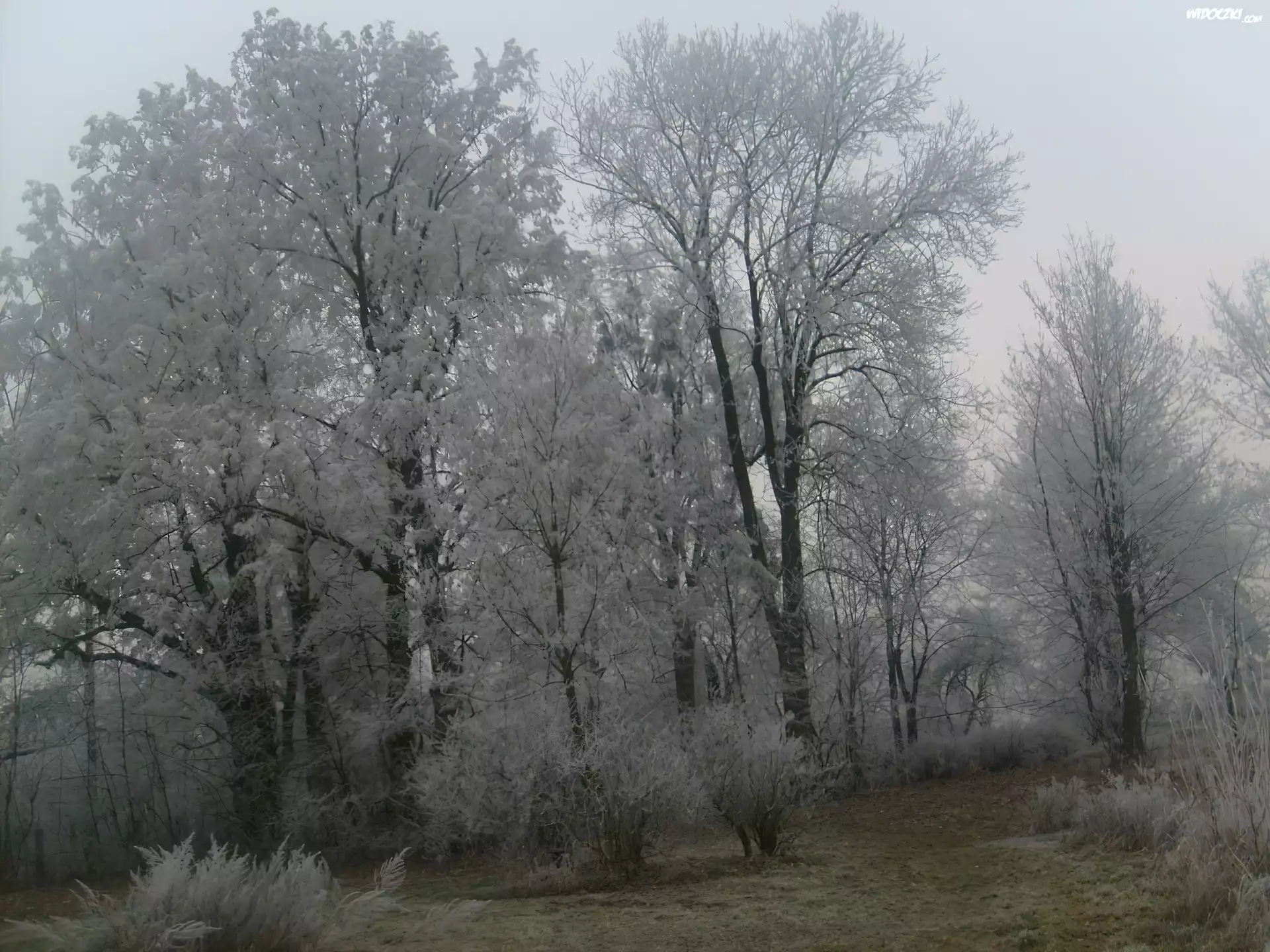 Białe, Drzewa, Zima