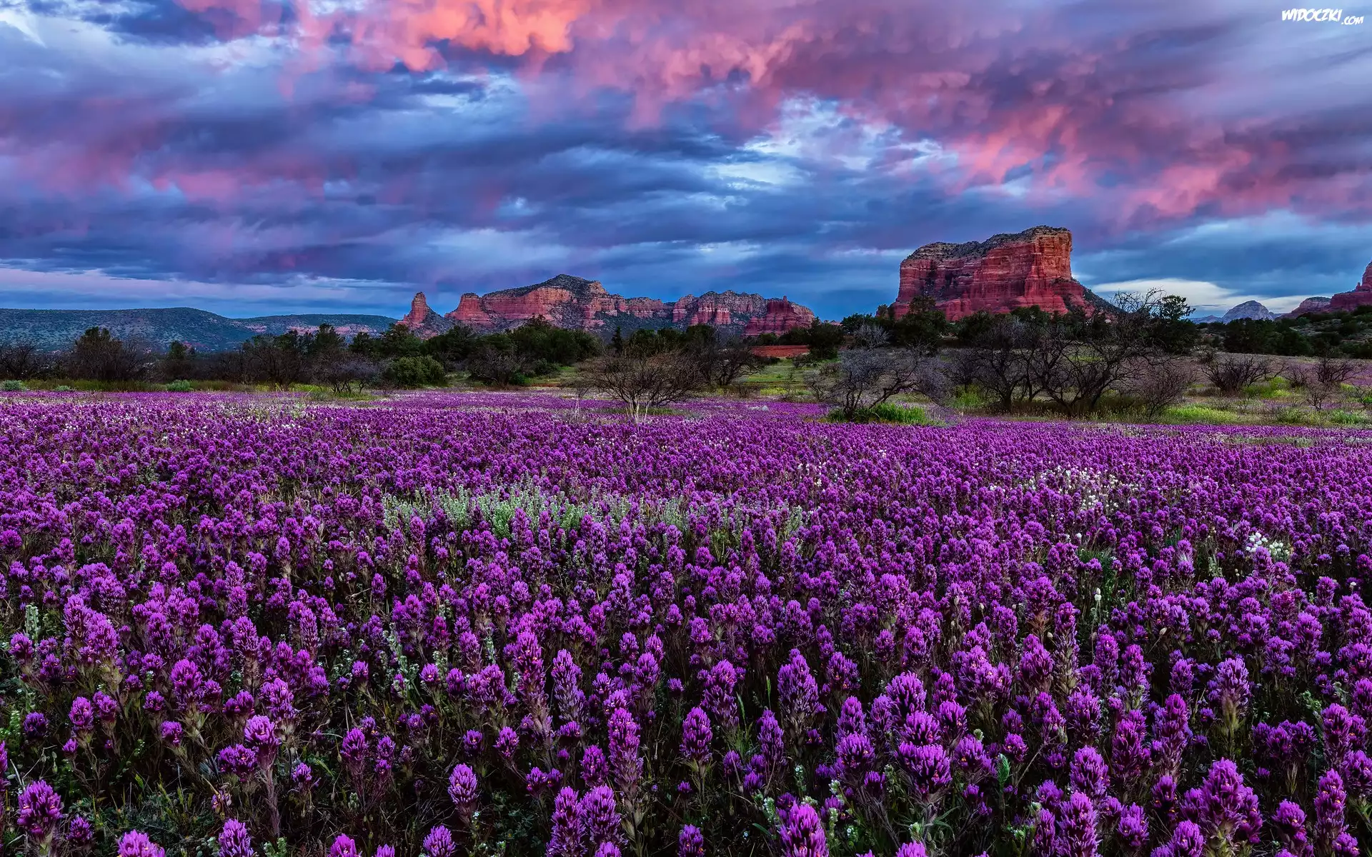 Góry, Skały, Łąka, Kwiaty, Castilleja exserta, Drzewa, Chmury, Arizona, Stany Zjednoczone