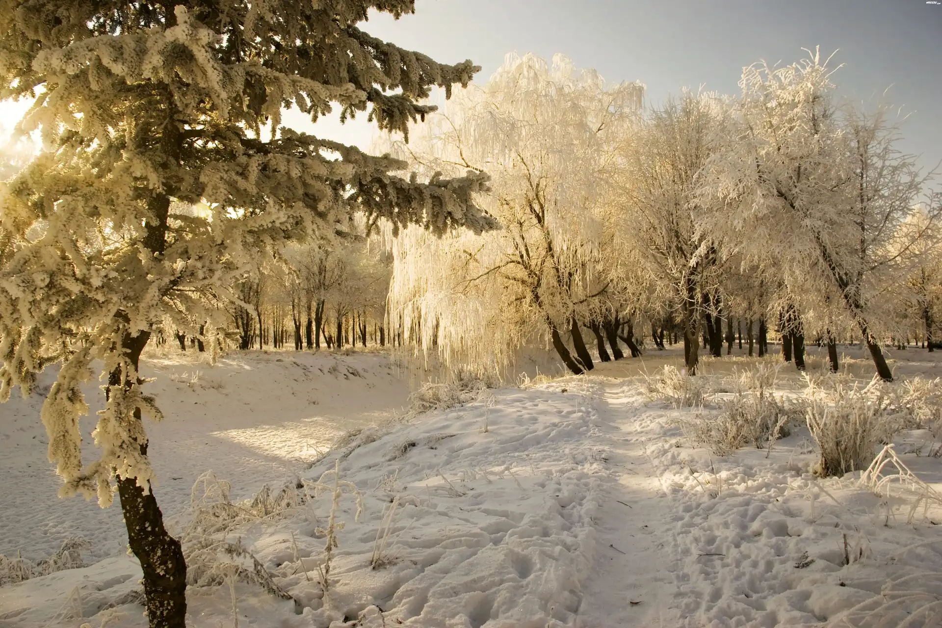 Drzewa, Śnieg, Ścieżka, Zima