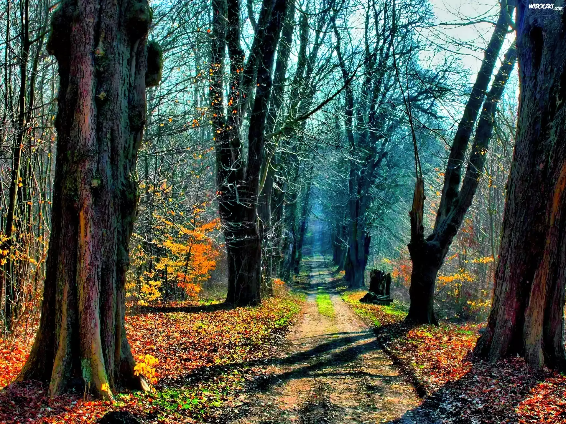 Droga, Drzewa, Liście
