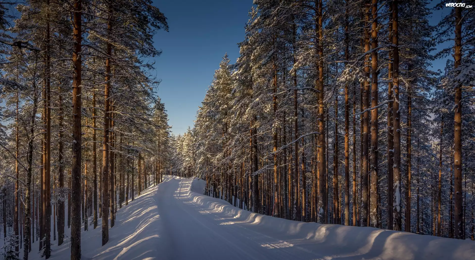 Finlandia, Prowincja Finlandia Wschodnia, Lieksa, Zima, Las, Droga, Drzewa