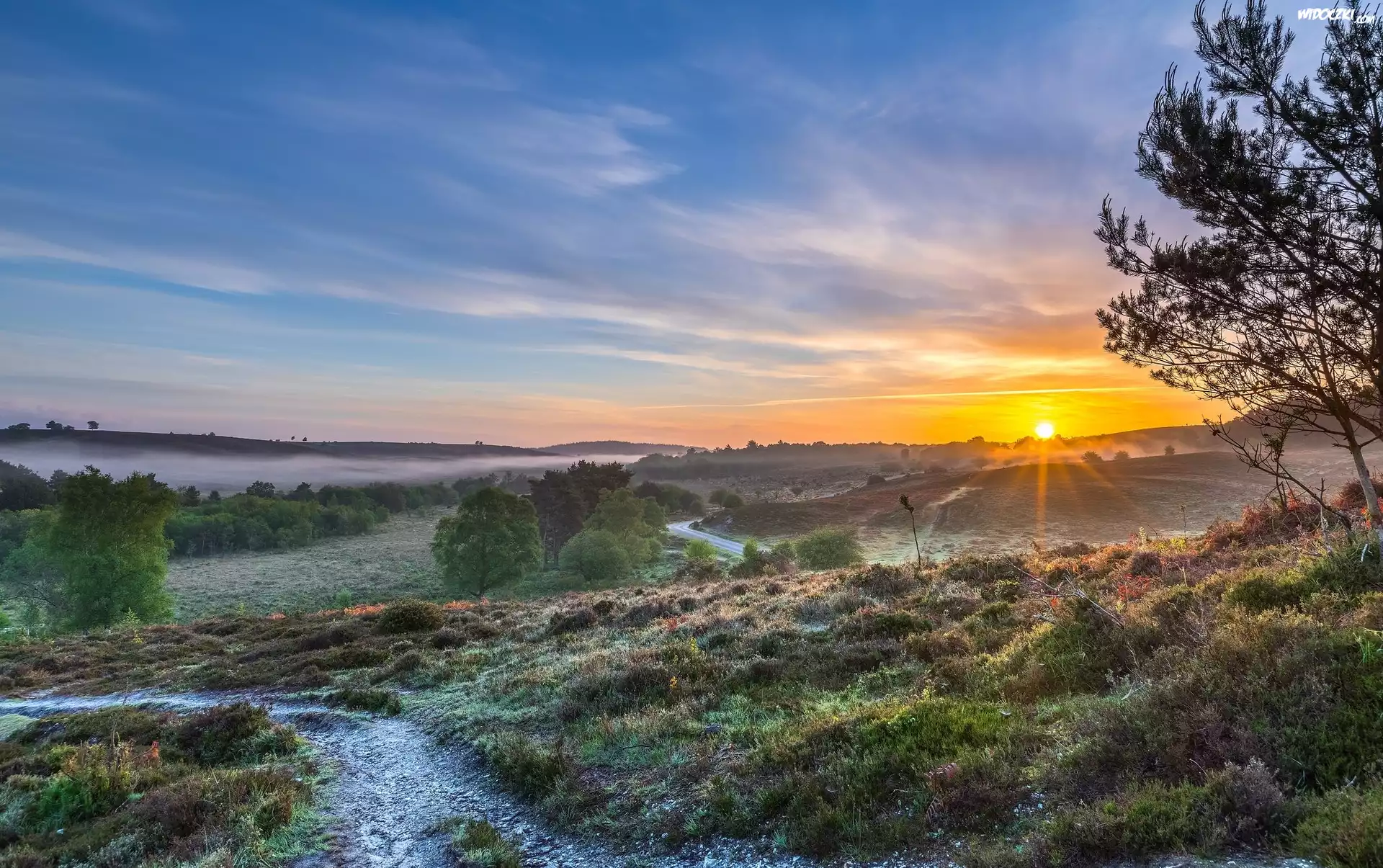 Anglia, Park Narodowy New Forest, Wzgórza, Mgła, Wschód słońca, Drzewa