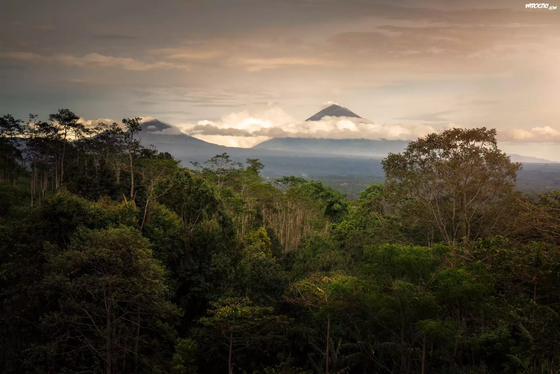 Las, Drzewa, Góry, Bali, Indonezja