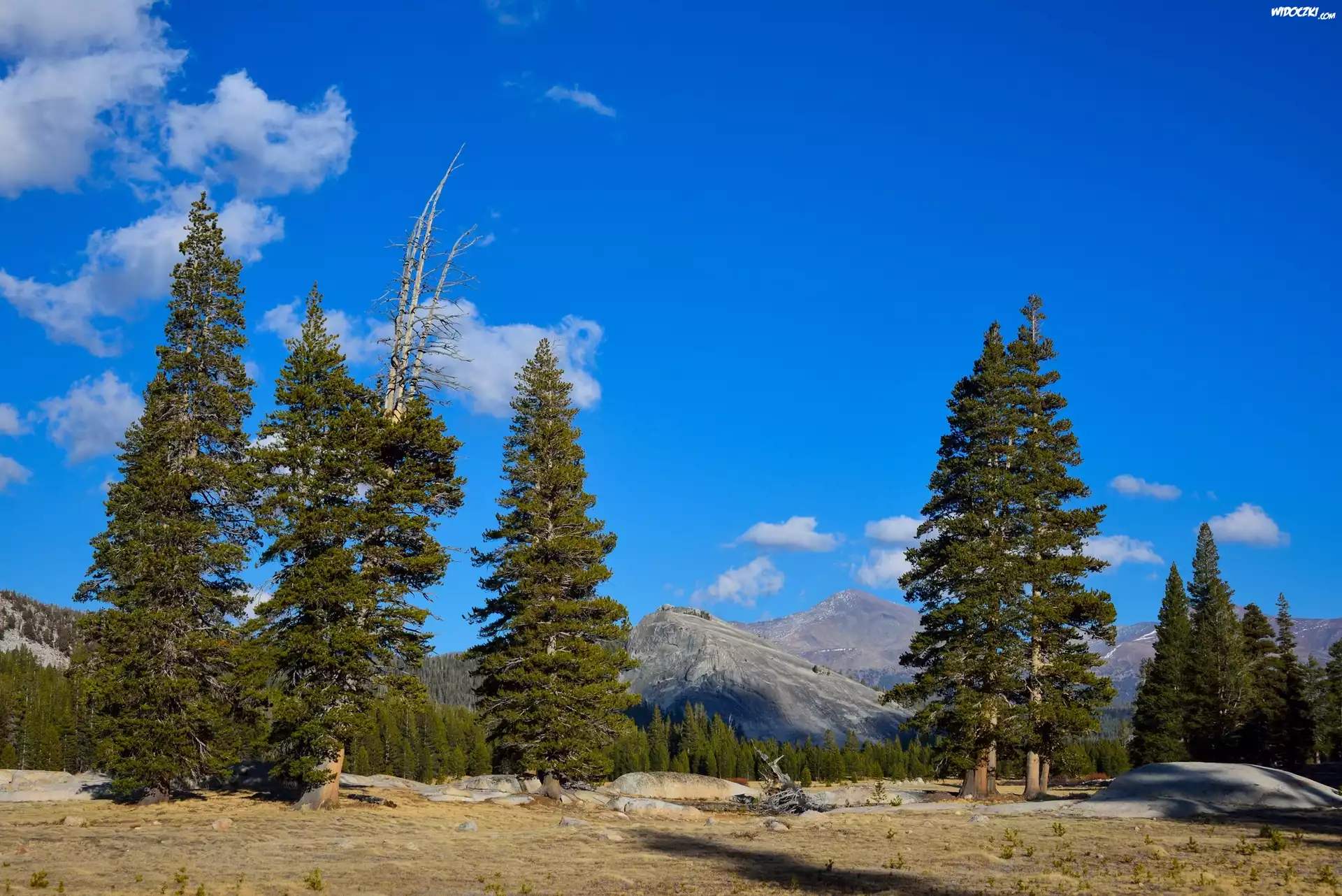Stany Zjednoczone, Stan Kalifornia, Park Narodowy Yosemite, Góry, Drzewa