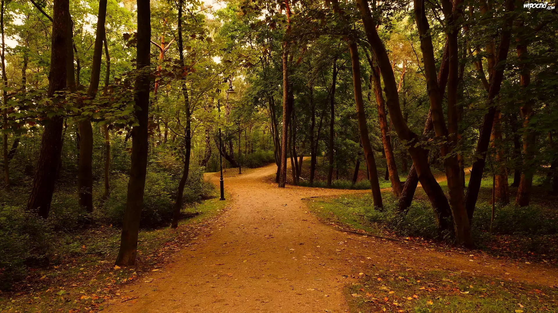 Polska, Gdańsk, Park Brzeźnieński im. J. J. Haffnera, Alejki, Drzewa
