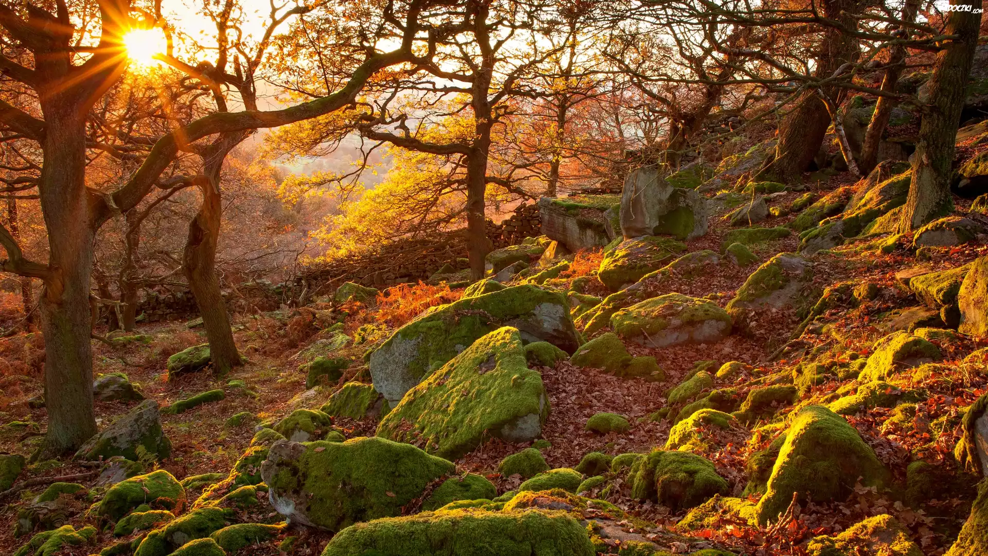Jesień, Wschód słońca, Las, Drzewa, Omszałe, Kamienie, Park Narodowy Peak District, Hrabstwo Derbyshire, Anglia