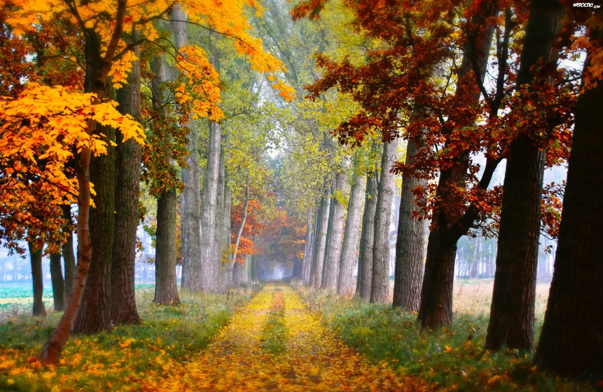 Jesień , Drzewa , Liście