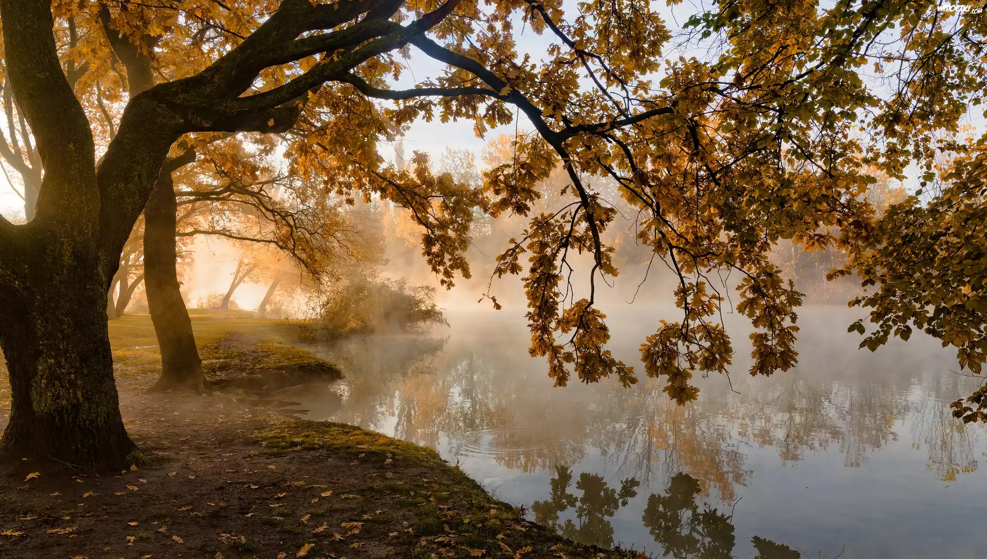 Jesień, Drzewa, Staw