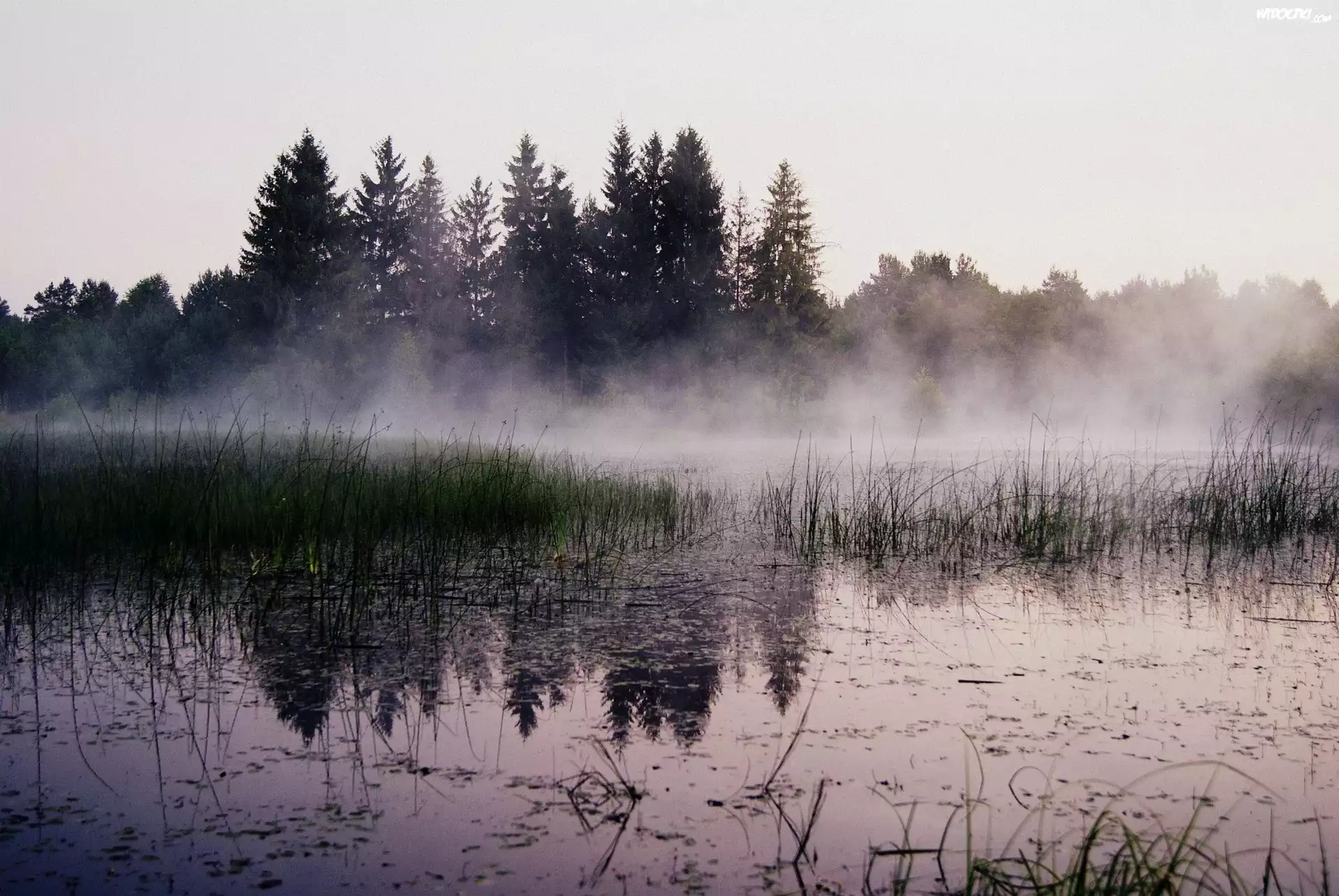 Drzewa, Jezioro