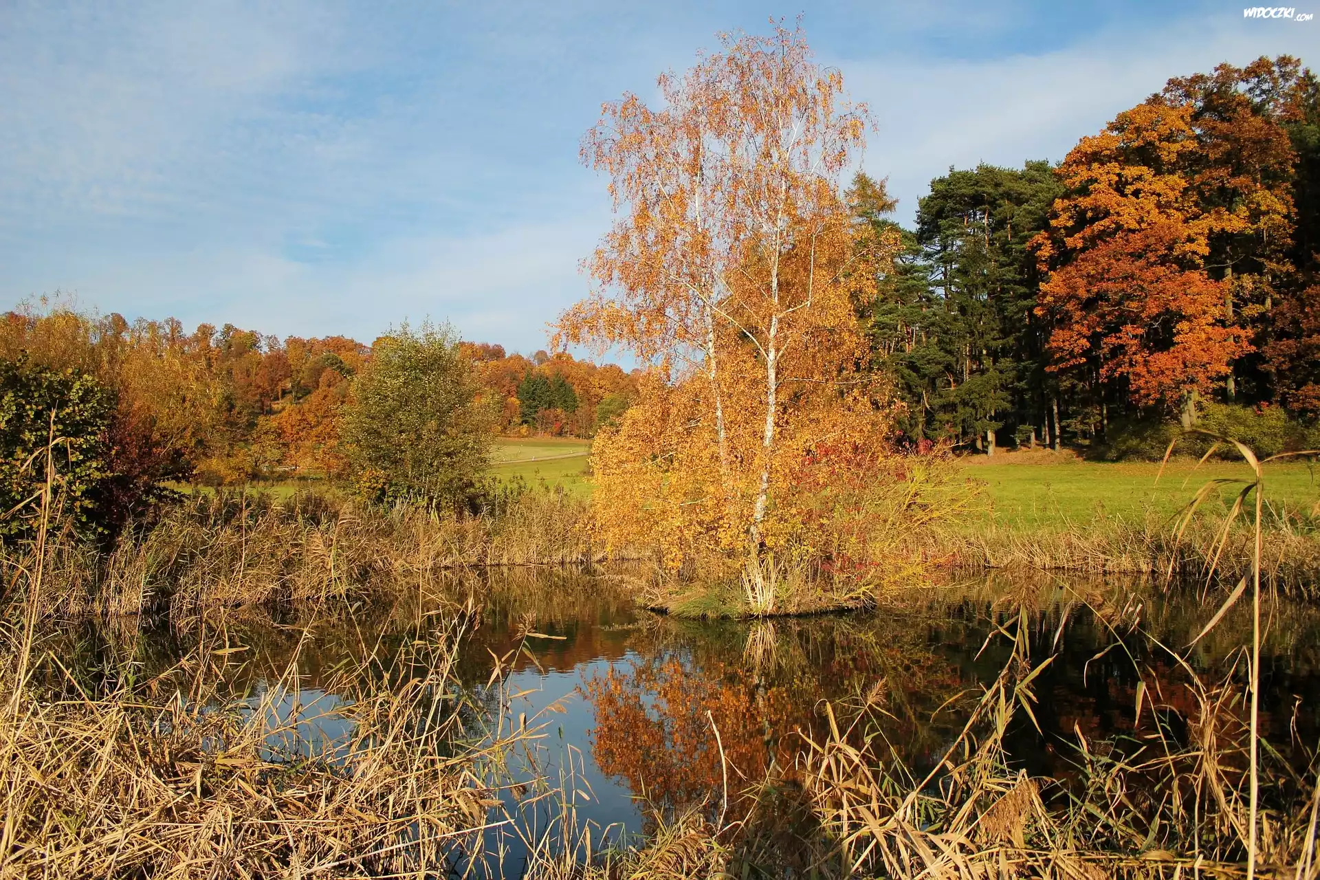 Jezioro, Drzewa, Łąka