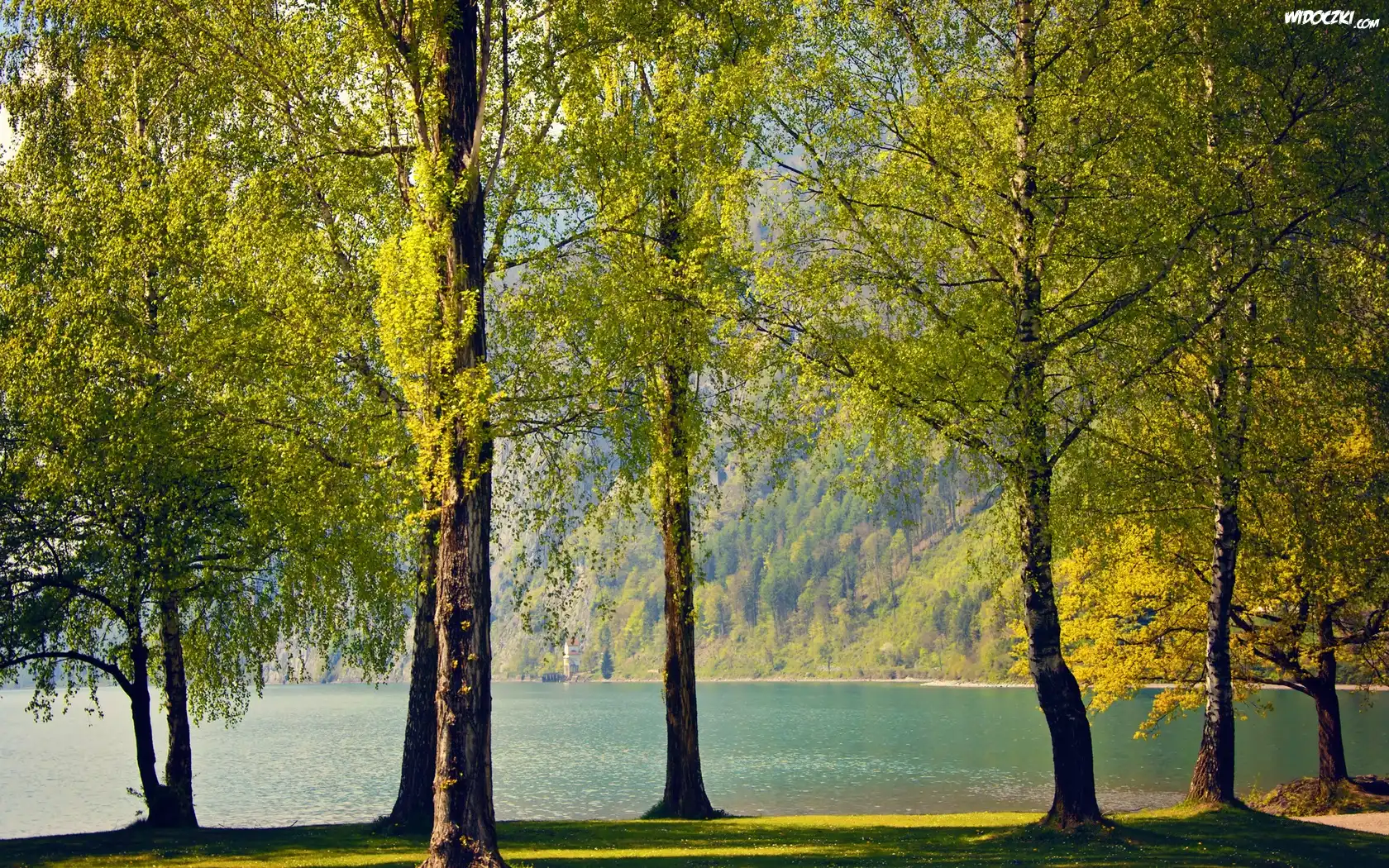 Jezioro, Drzewa, Góra
