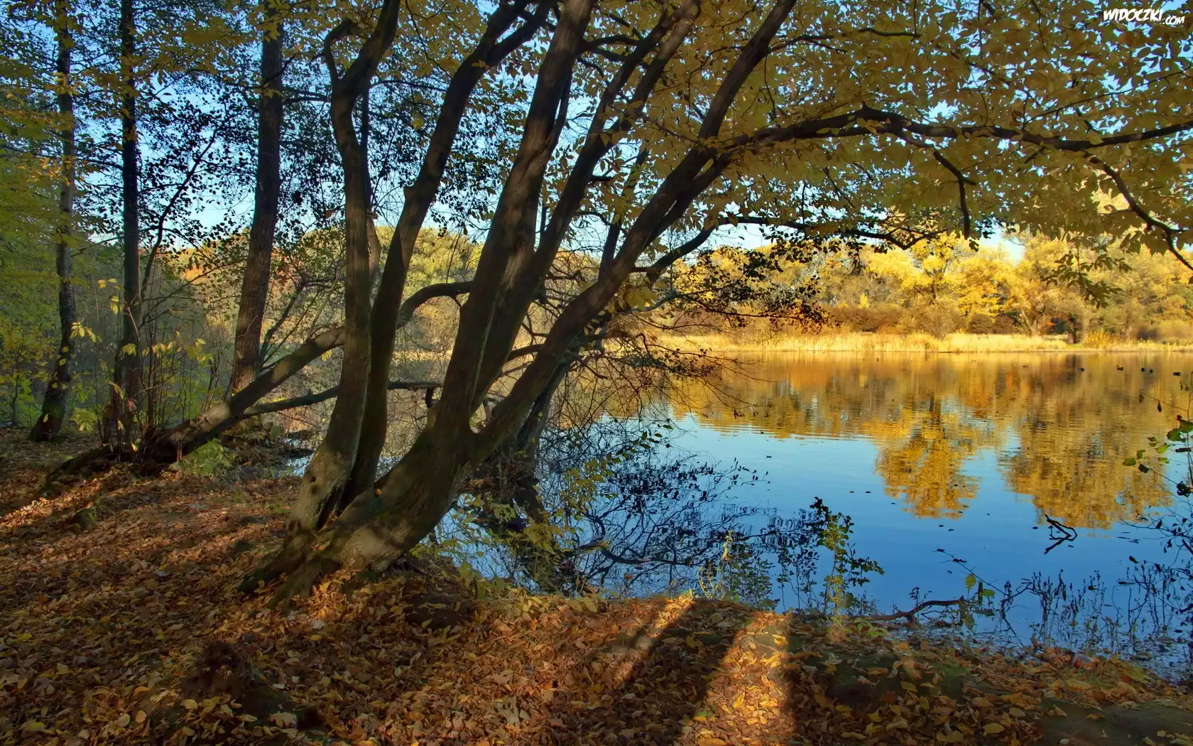 Jezioro, Drzewa, Jesień