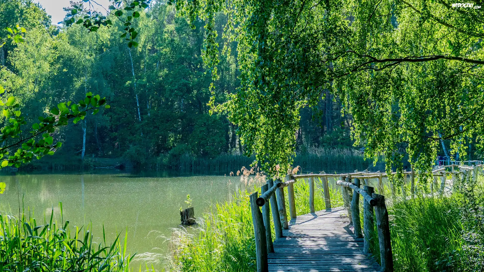 Jezioro, Mostek, Las, Drzewa