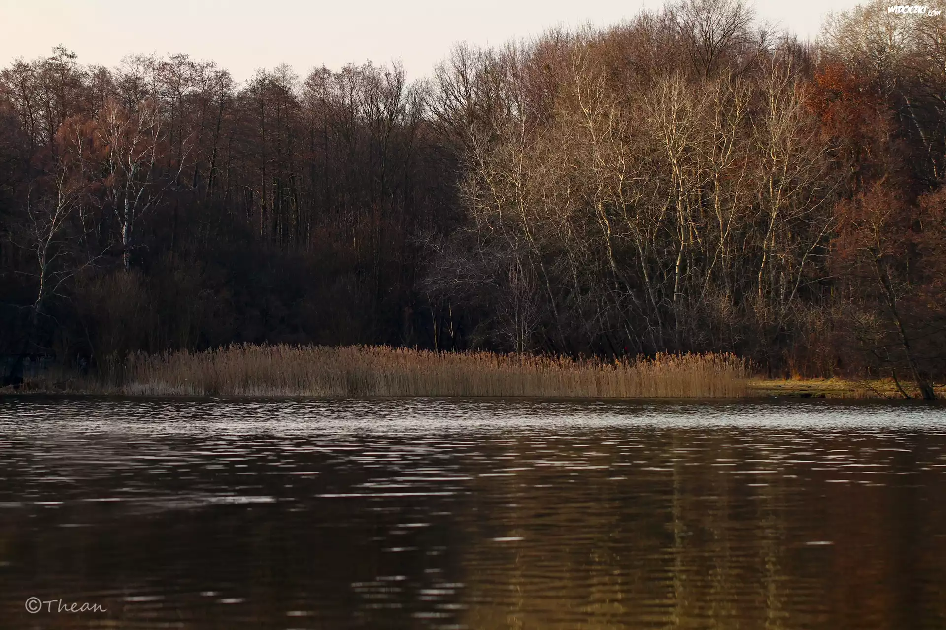 Jezioro, Drzewa, Przedwiośnie