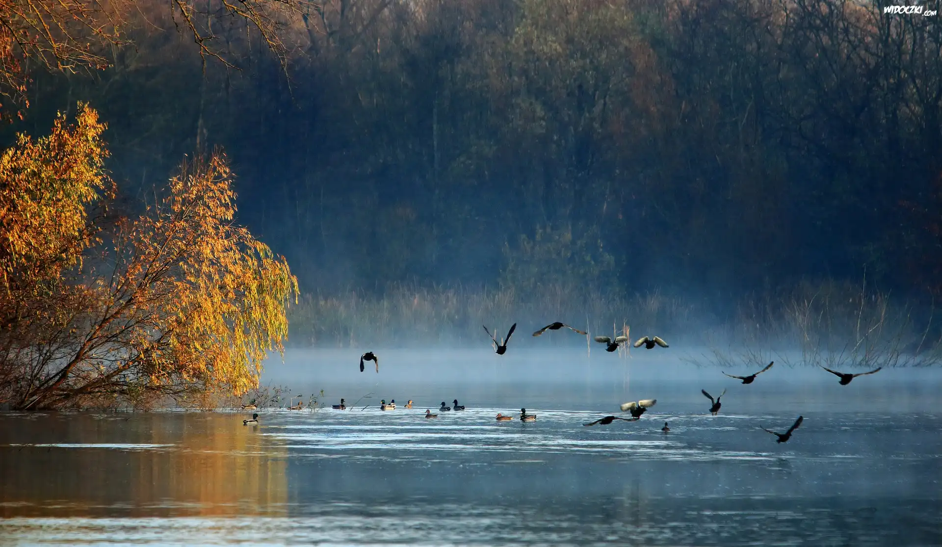 Jezioro, Drzewa, Ptaki