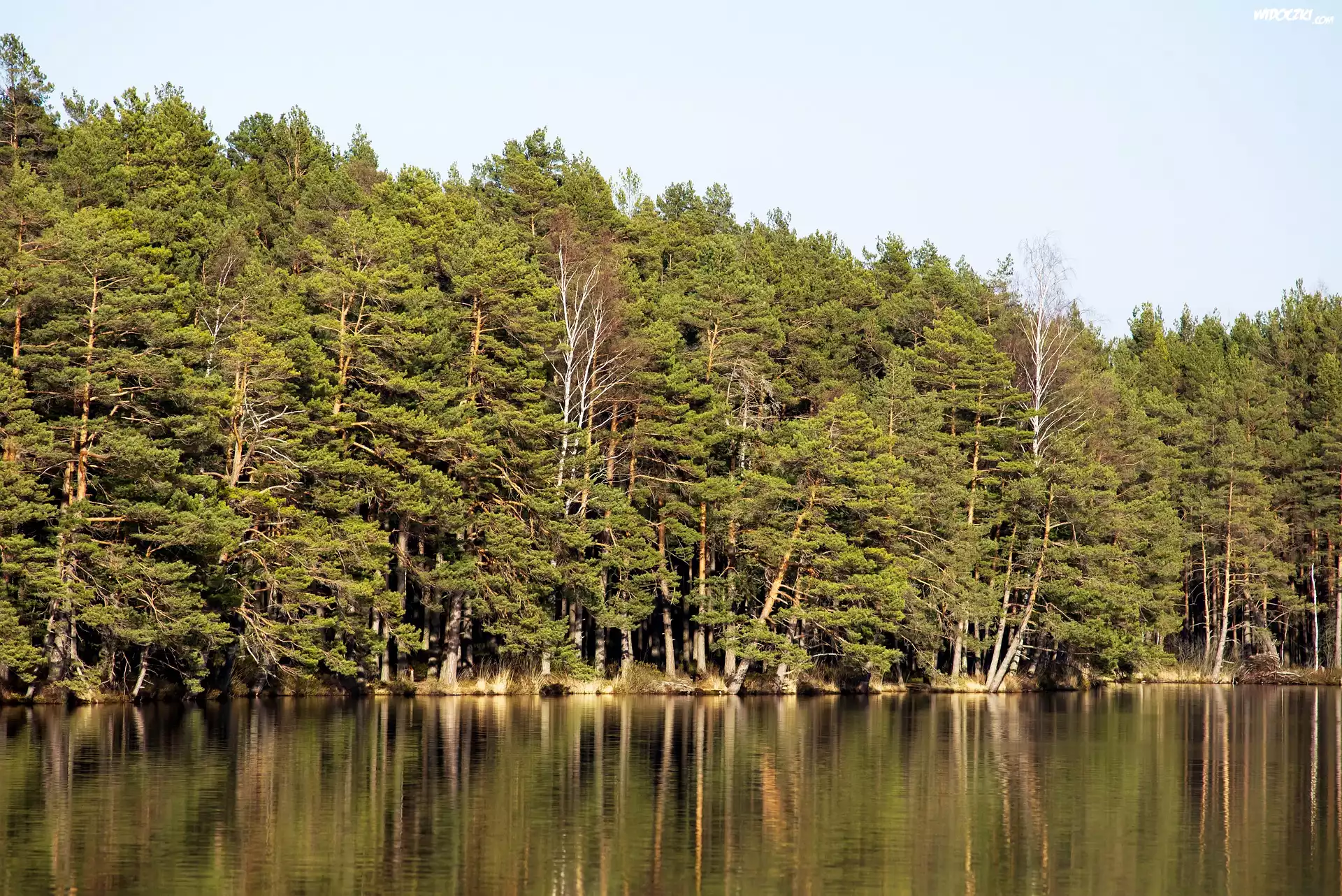 Jezioro, Las, Sosny, Drzewa